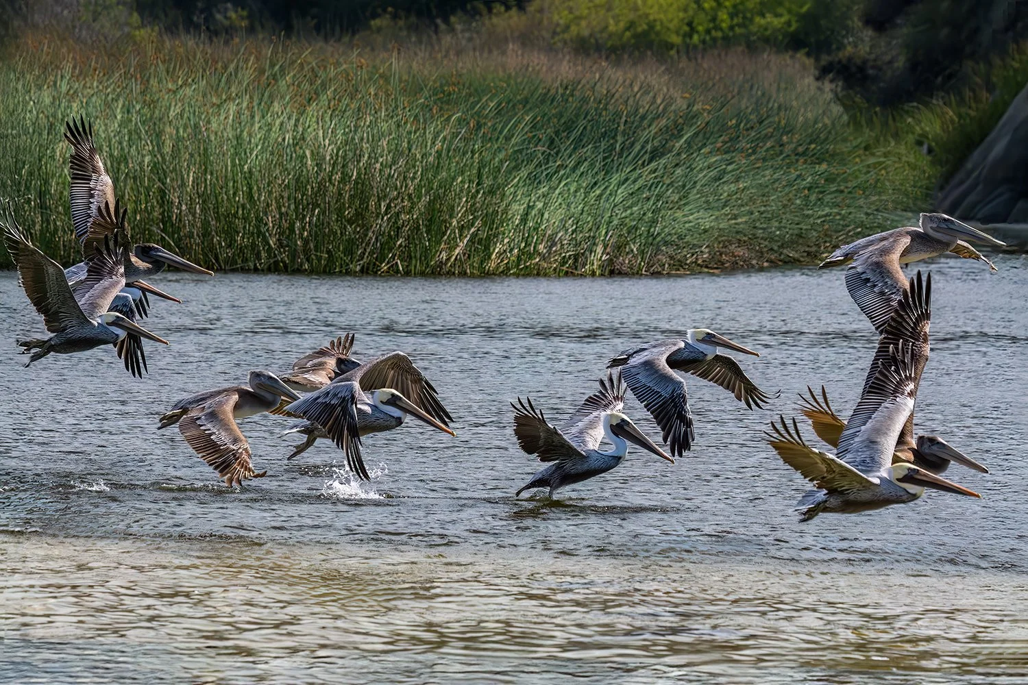 Brown Pelicans at Carmel River, California