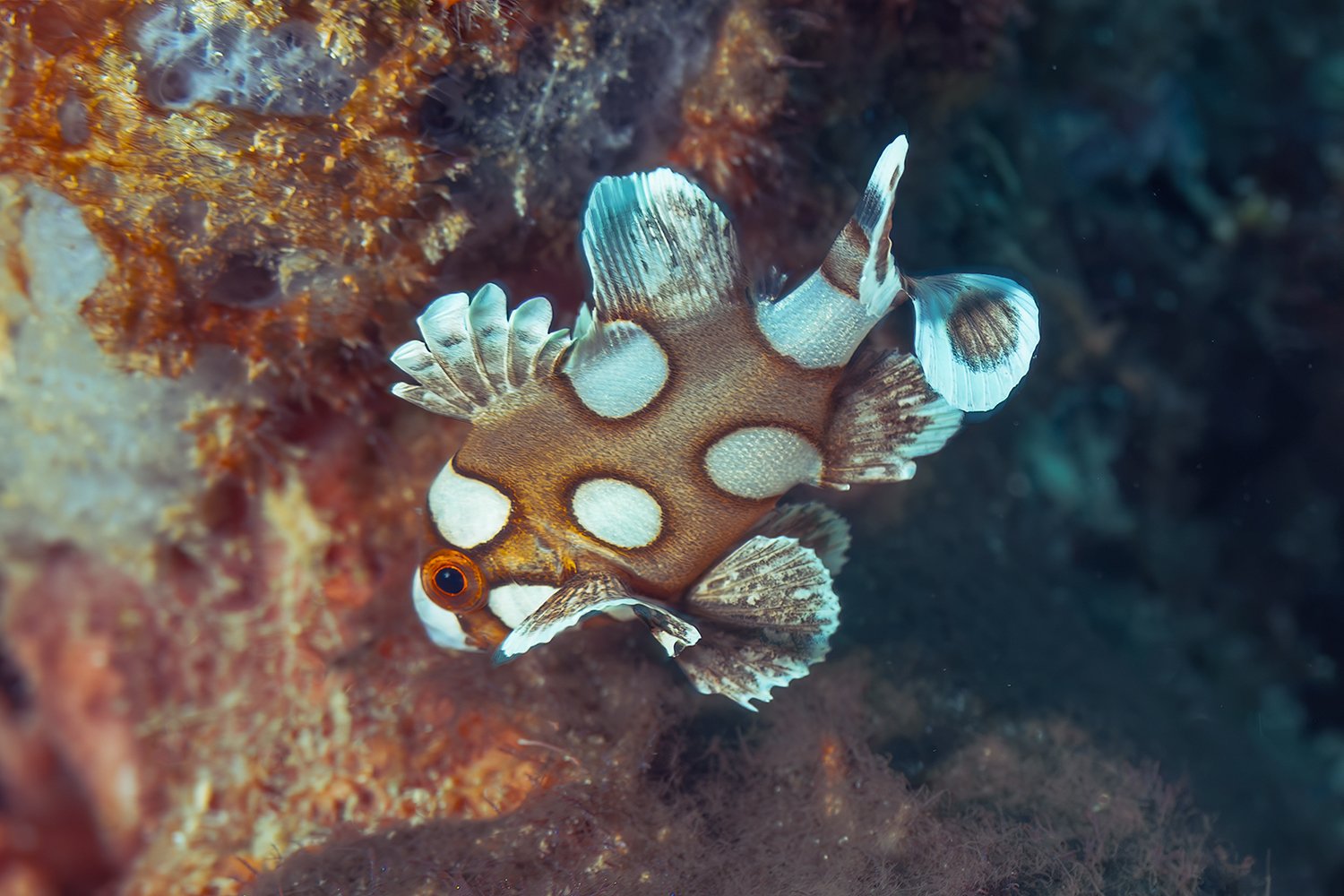 Juvenile Harlequin Sweetlips, Raja Ampat, Indonesia