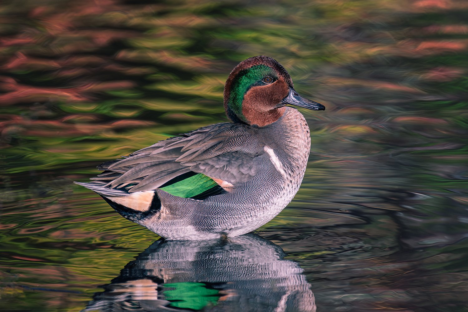 Green-winged Teal Standing in Shallow Water, Central Park, NYC