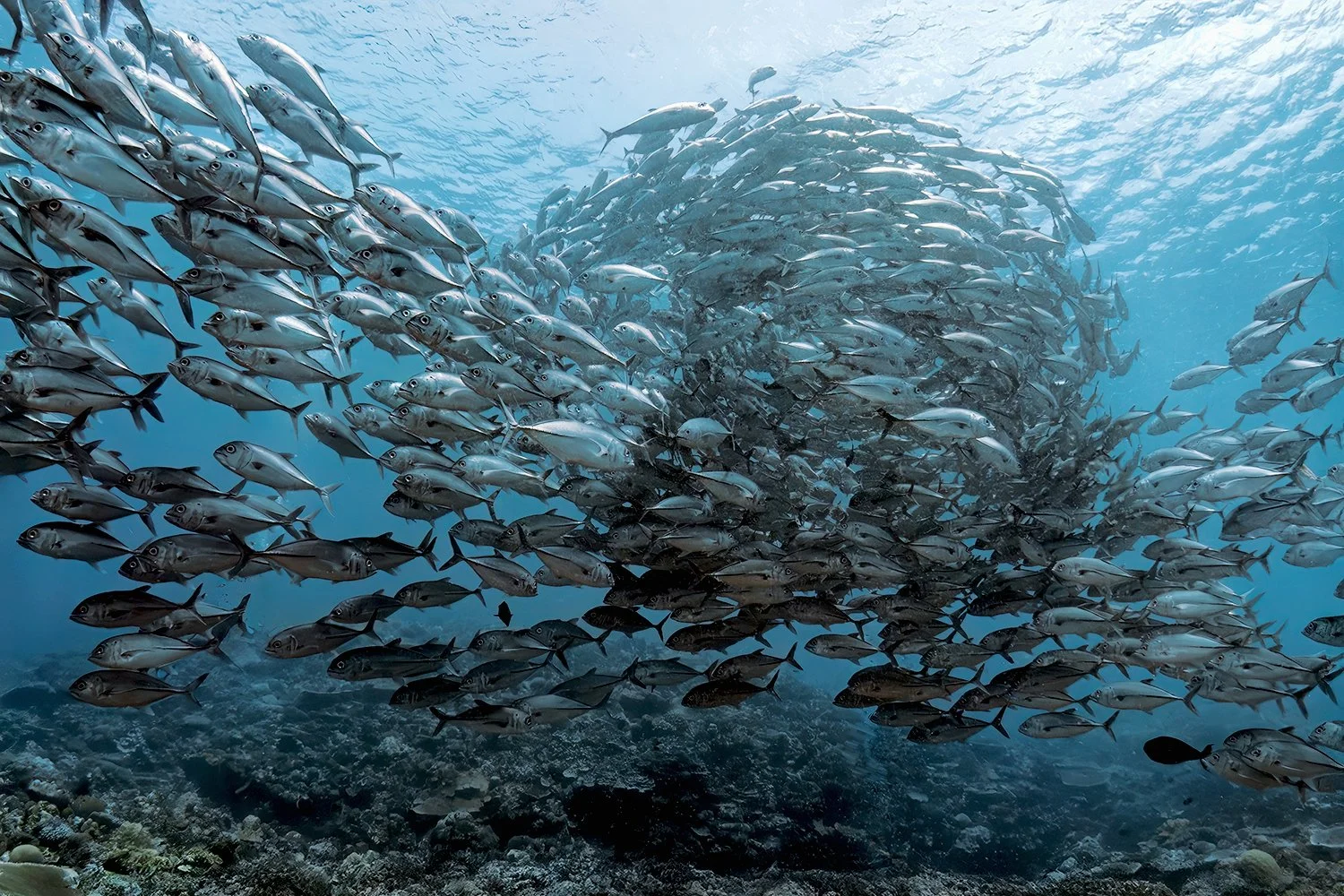 Bigeye Trevally Tornado, Solomon Islands