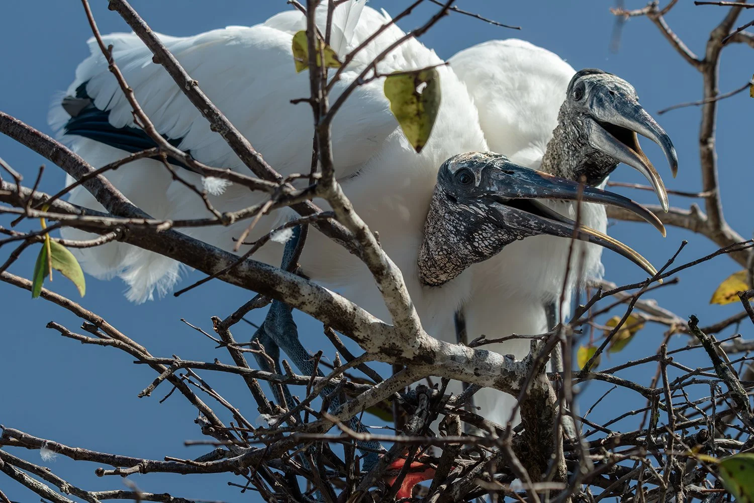 Wood Stork Pair, Wakodahatchee Wetlands, Florida