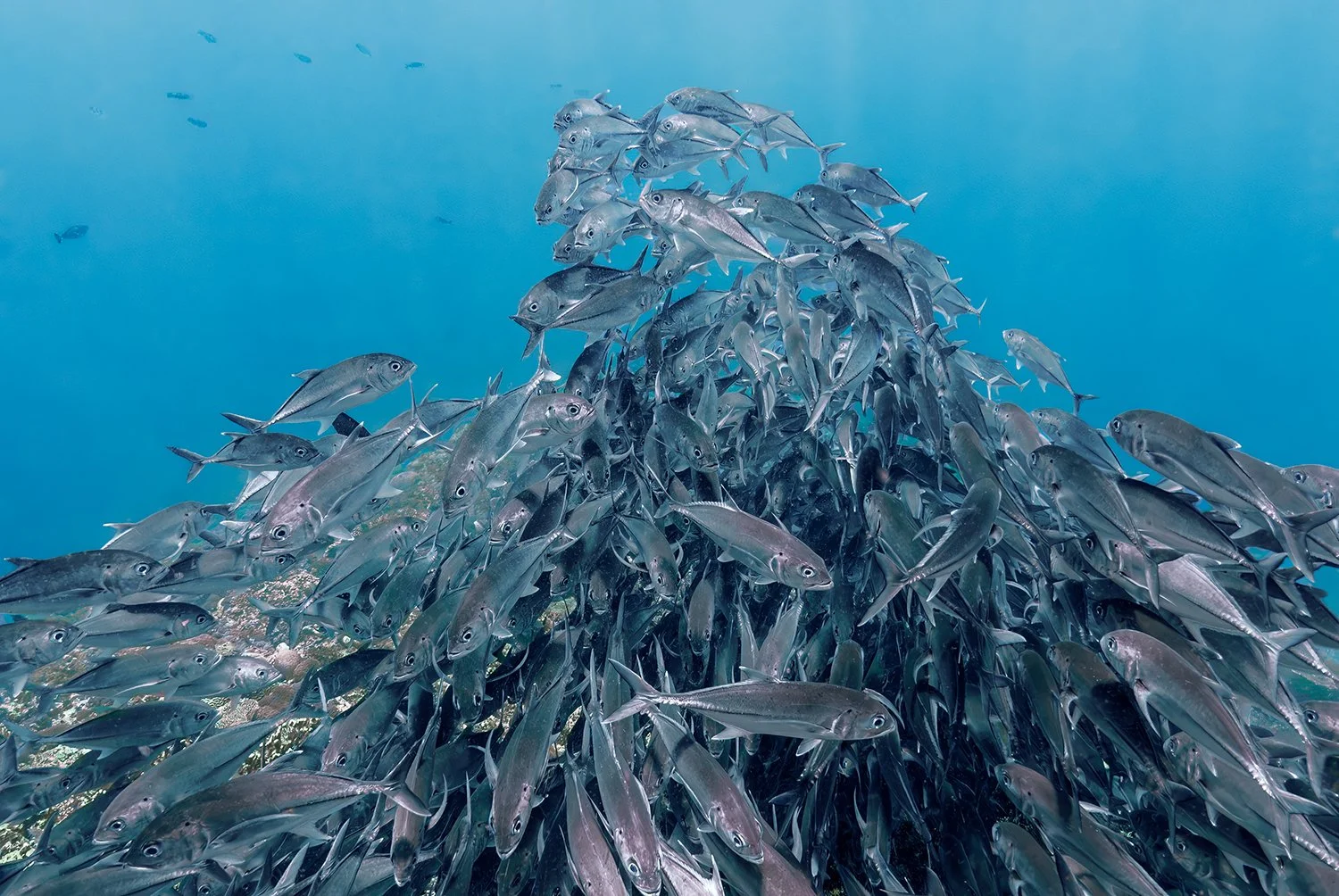 Bigeye Trevally School Tower, Mary Island, Solomon Islands