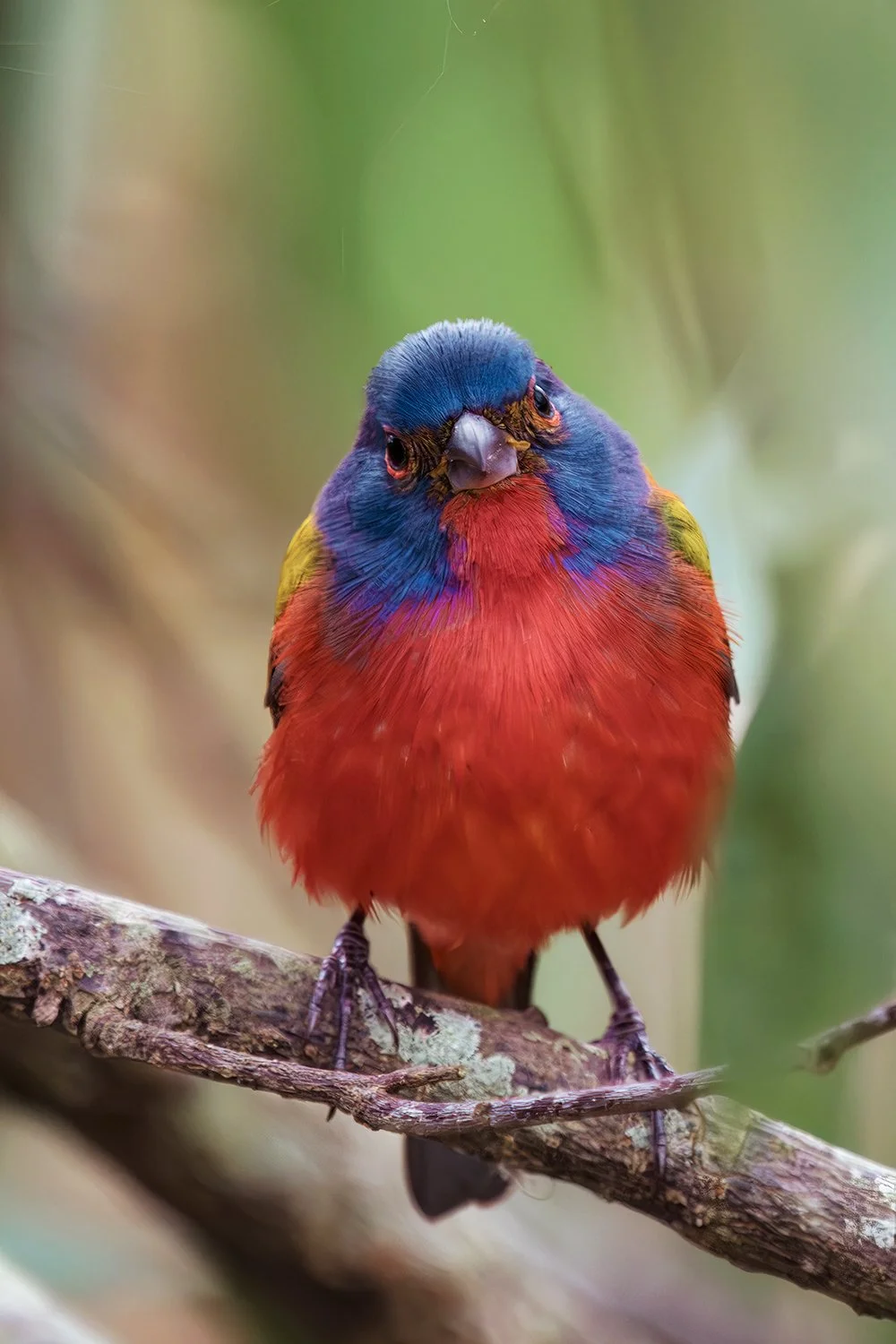 Painted Bunting, Florida