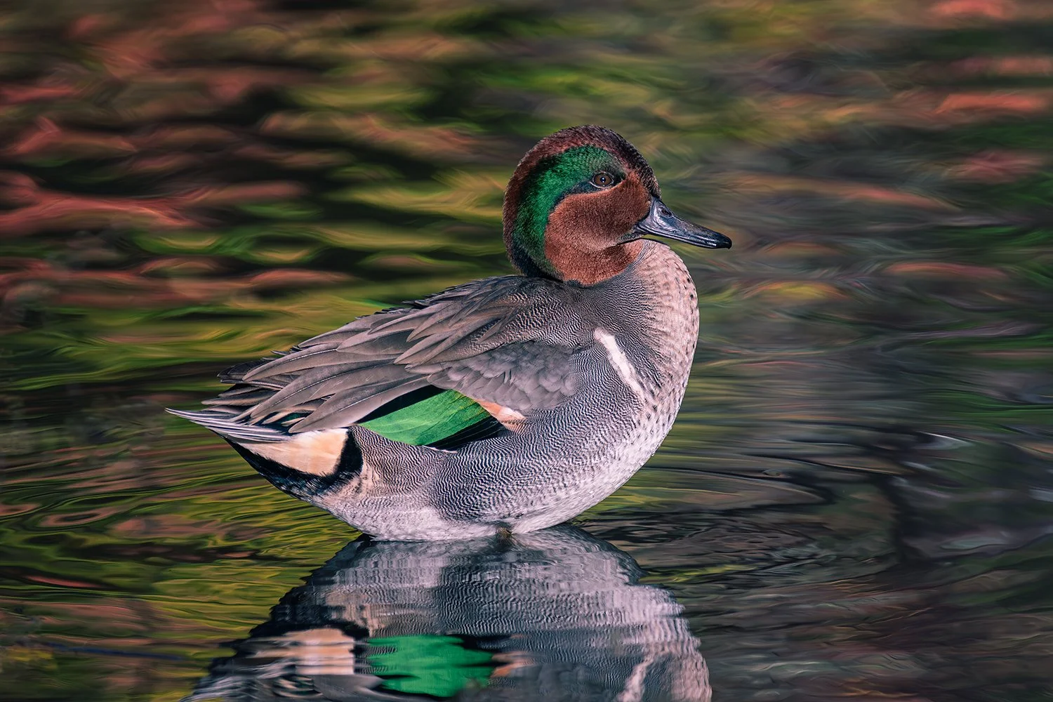 Green-winged Teal Standing in Shallow Water, Central Park, NYC