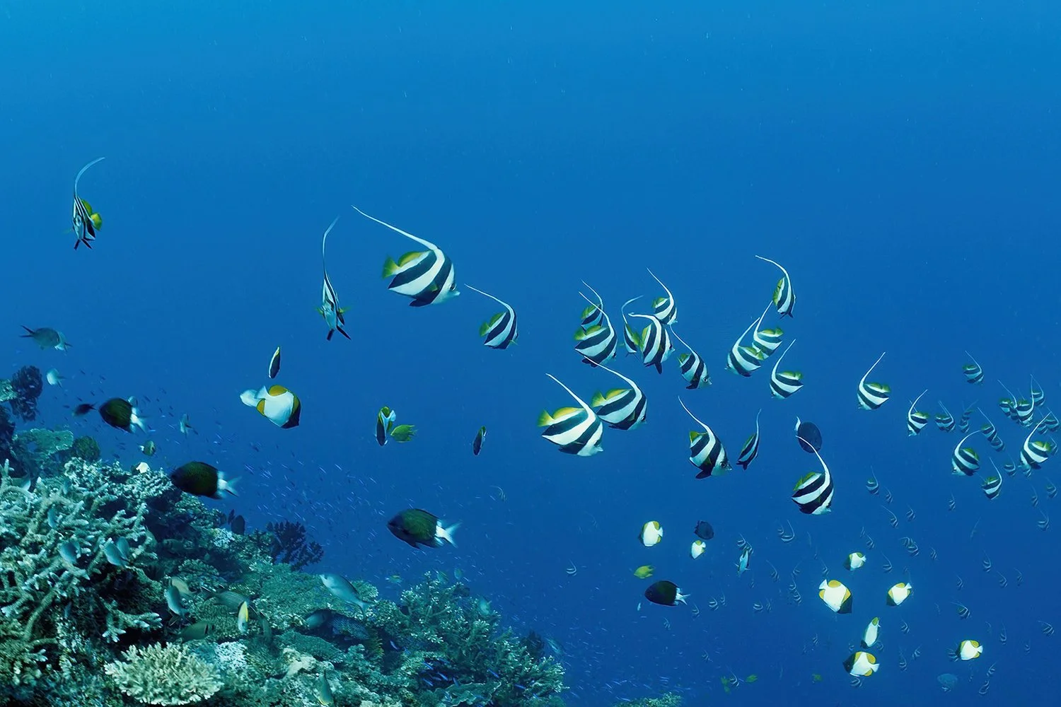 Bannerfish Seascape, Savusavu, Fiji