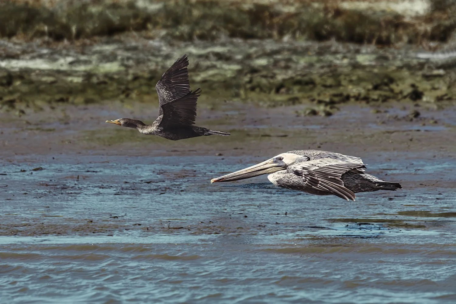 American White Pelican and Brandt's Cormorant, Carmel River Lagoon, California