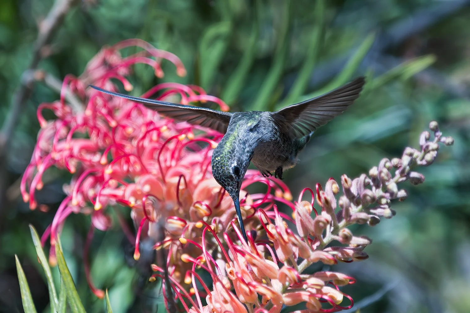 Anna's Hummingbird 2, Santa Cruz, California