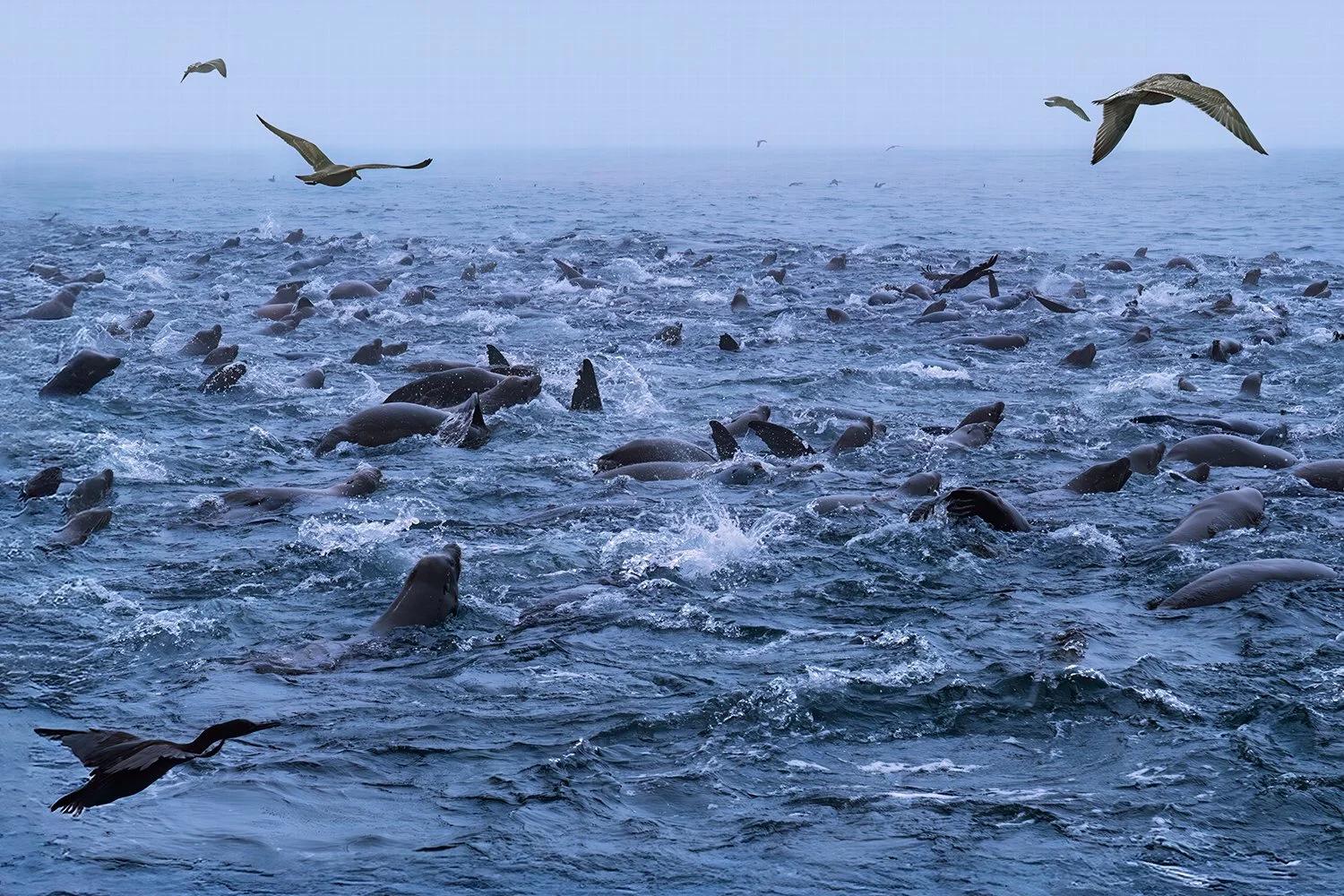 Sea Lions and Waterfowl, Monterey Bay, California