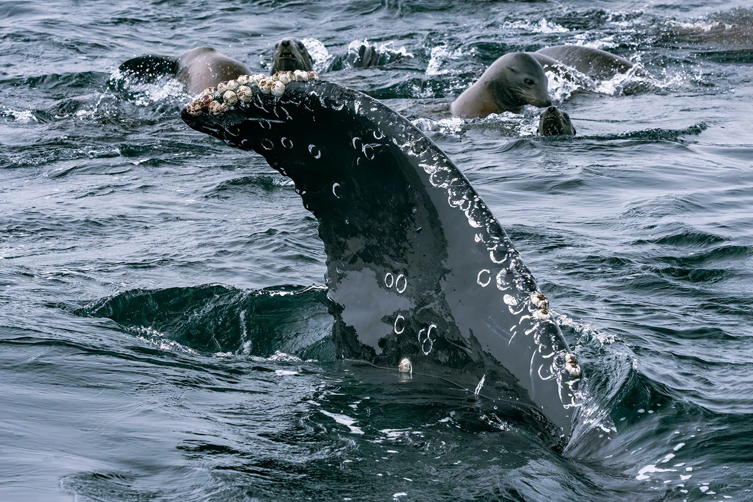 Humpback Whale Fluke and Sea Lions, Monterey Bay, California