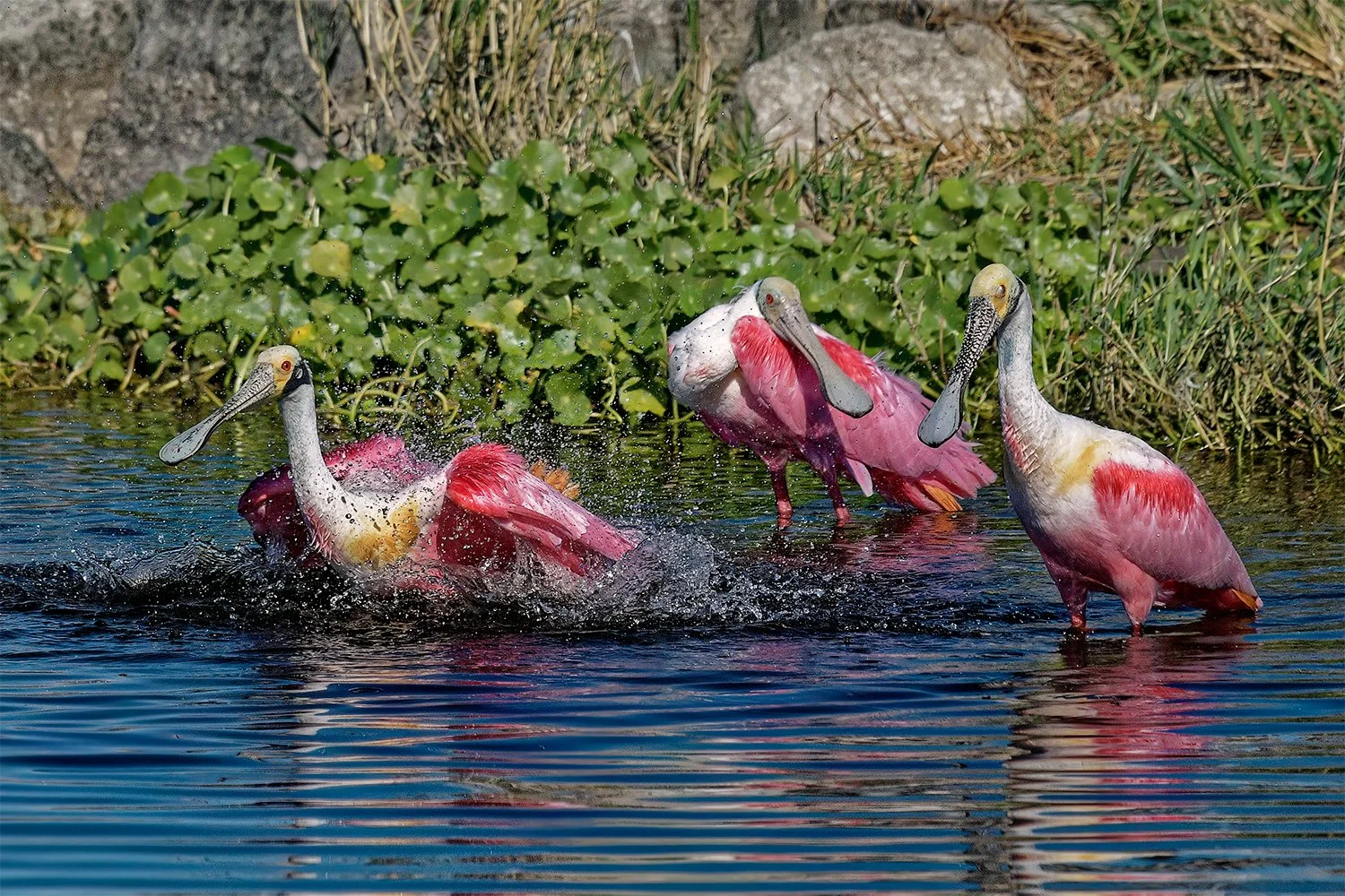 Roseate Spoonbills, Stick Marsh, Fellsmere, Florida
