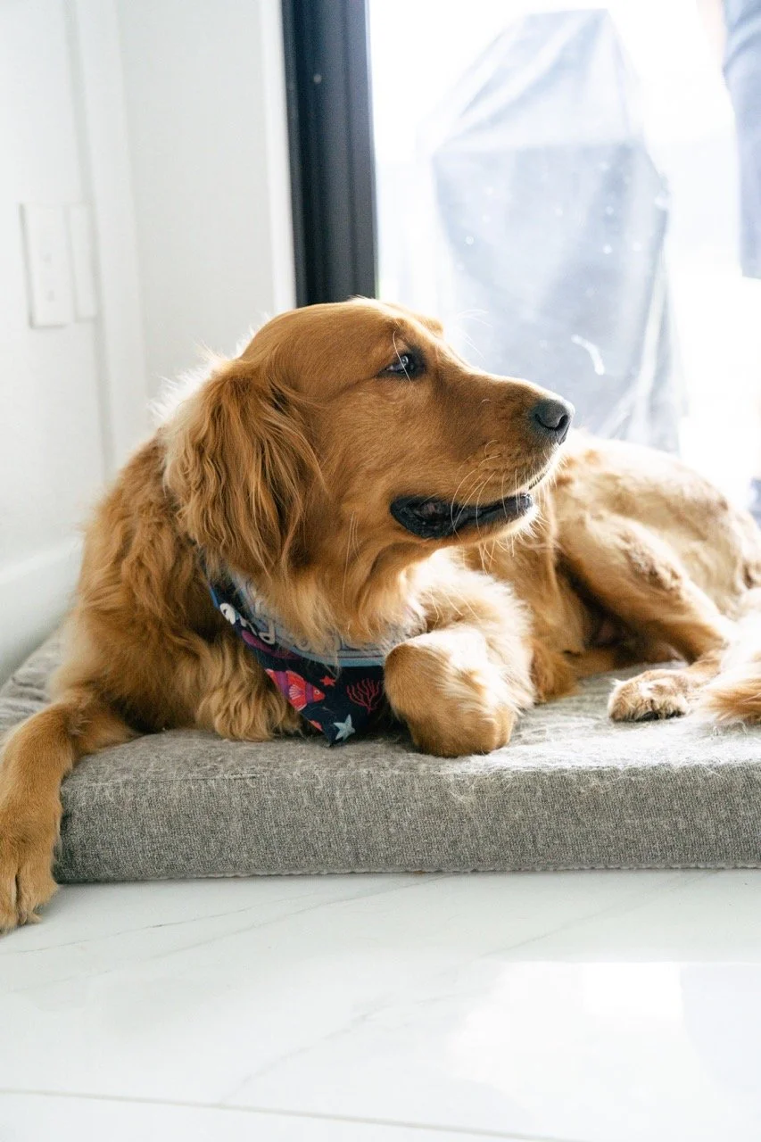 Golden retriever dog lying on a cushioned bed near a glass door, looking outside.