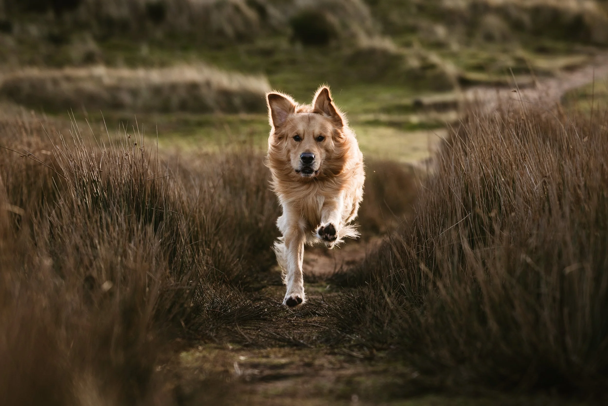A golden retriever running towards the camera along a narrow dirt pathway through tall grass in a natural outdoor setting.