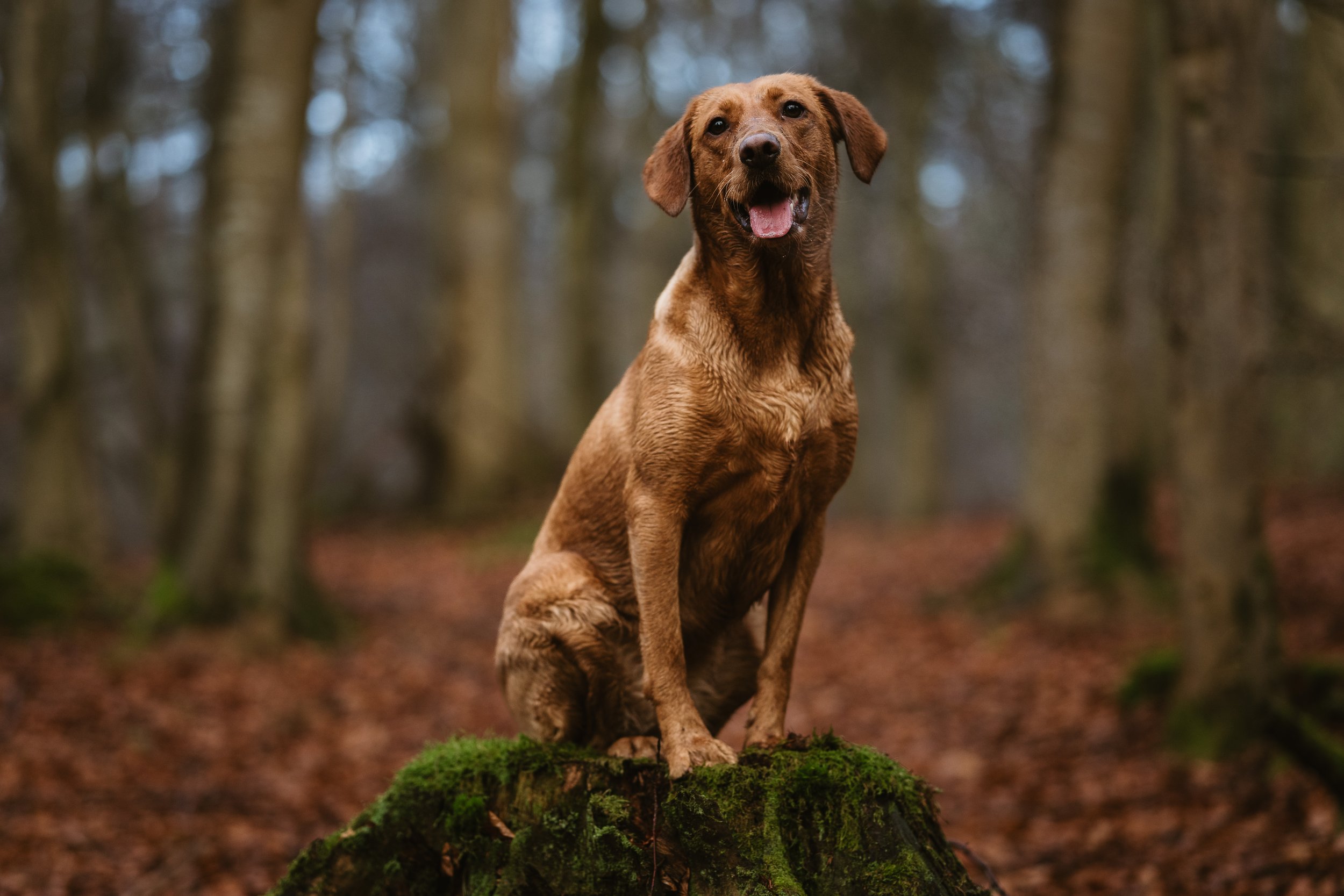A brown dog sitting on a moss-covered tree stump in a forest with blurred trees in the background.