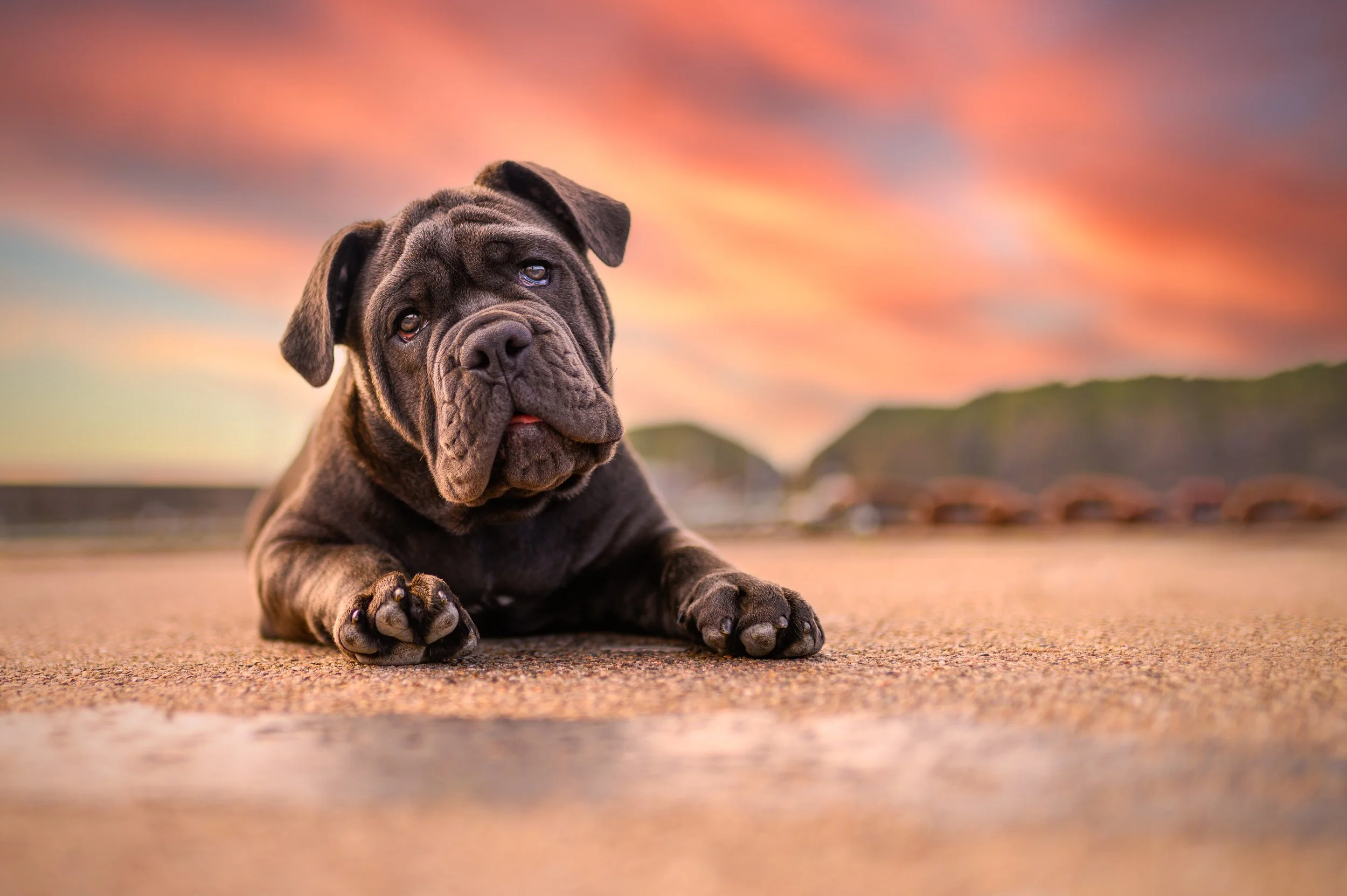 A cute brindle French Bulldog puppy lying on a sandy beach with a colorful sunset sky and distant hills in the background.