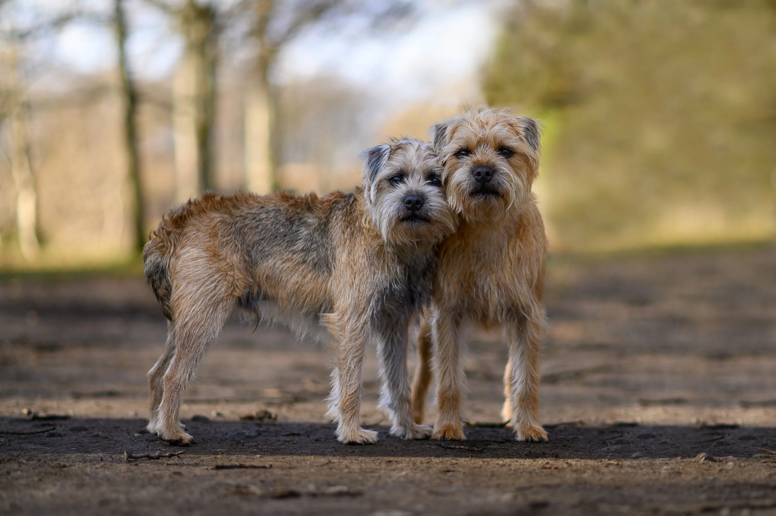 Two adorable small dogs with wiry fur standing close together on a dirt path in a wooded area.