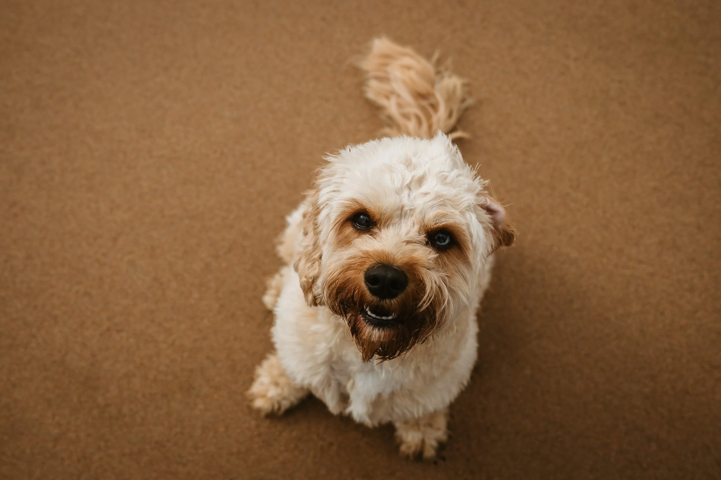 A fluffy cream-colored dog with a happy expression looking up at the camera, sitting on a brown carpet.
