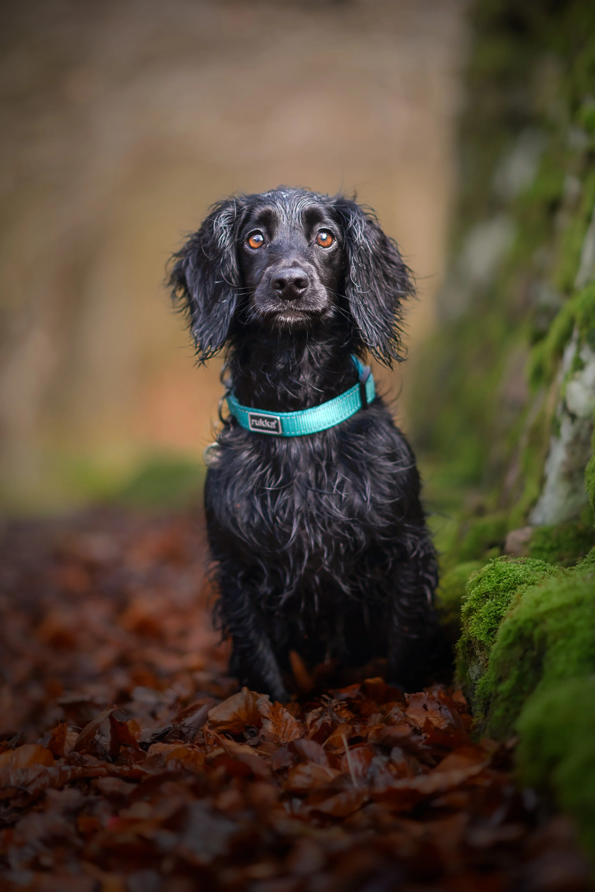 A wet black dog with long ears sitting on a forest floor covered in fallen leaves, looking at the camera.