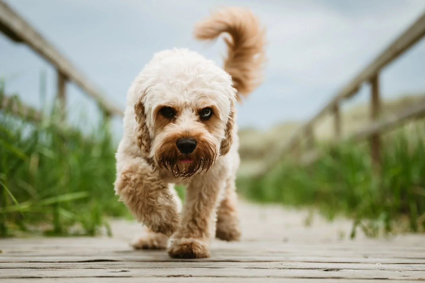 When you try to act like a little tough dog but your really just a wee cutie!! 

Such a fun session at the weekend with Theo!! Love a beach doggy session!