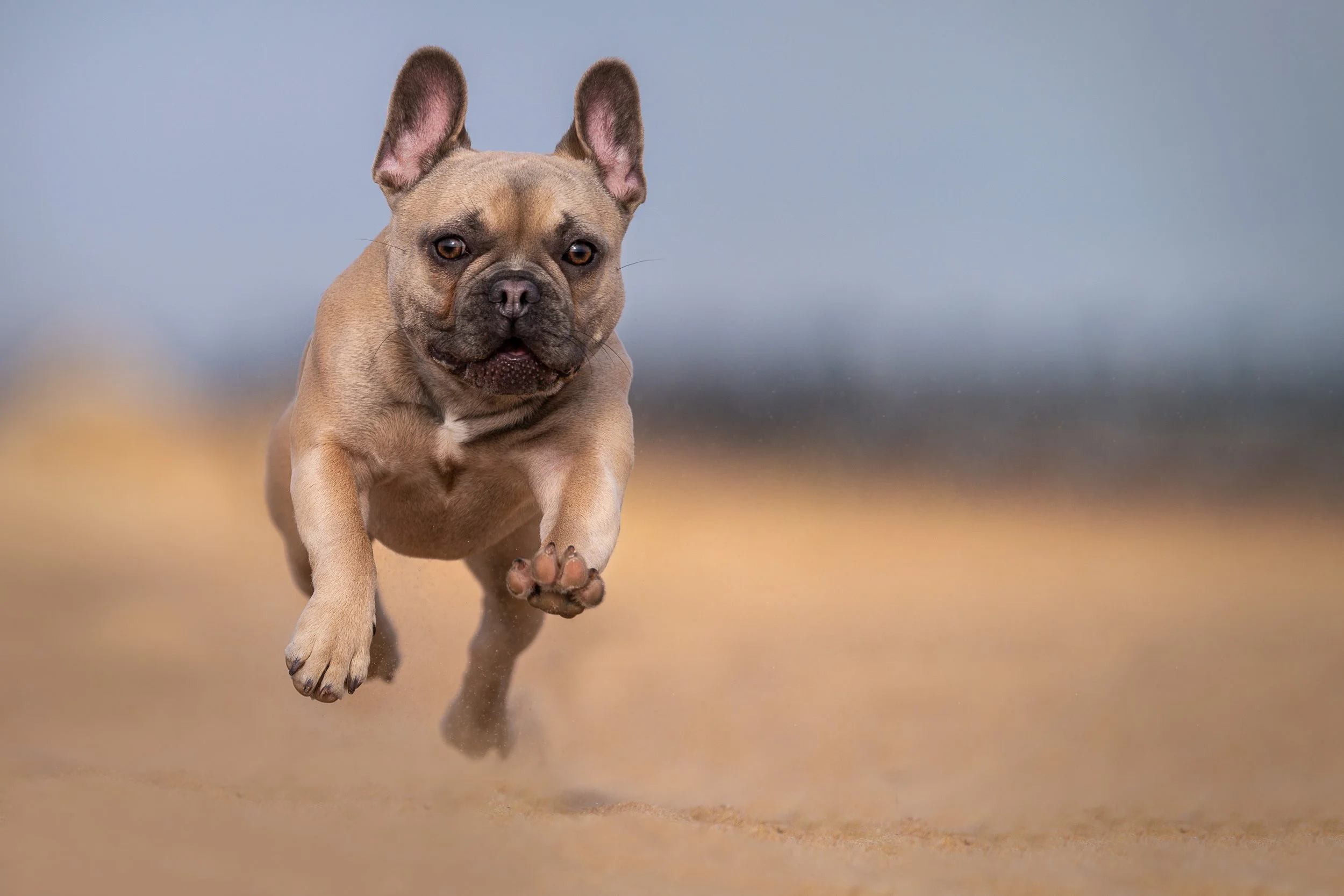A French Bulldog running on a sandy beach, with a blurred background of sky and water.