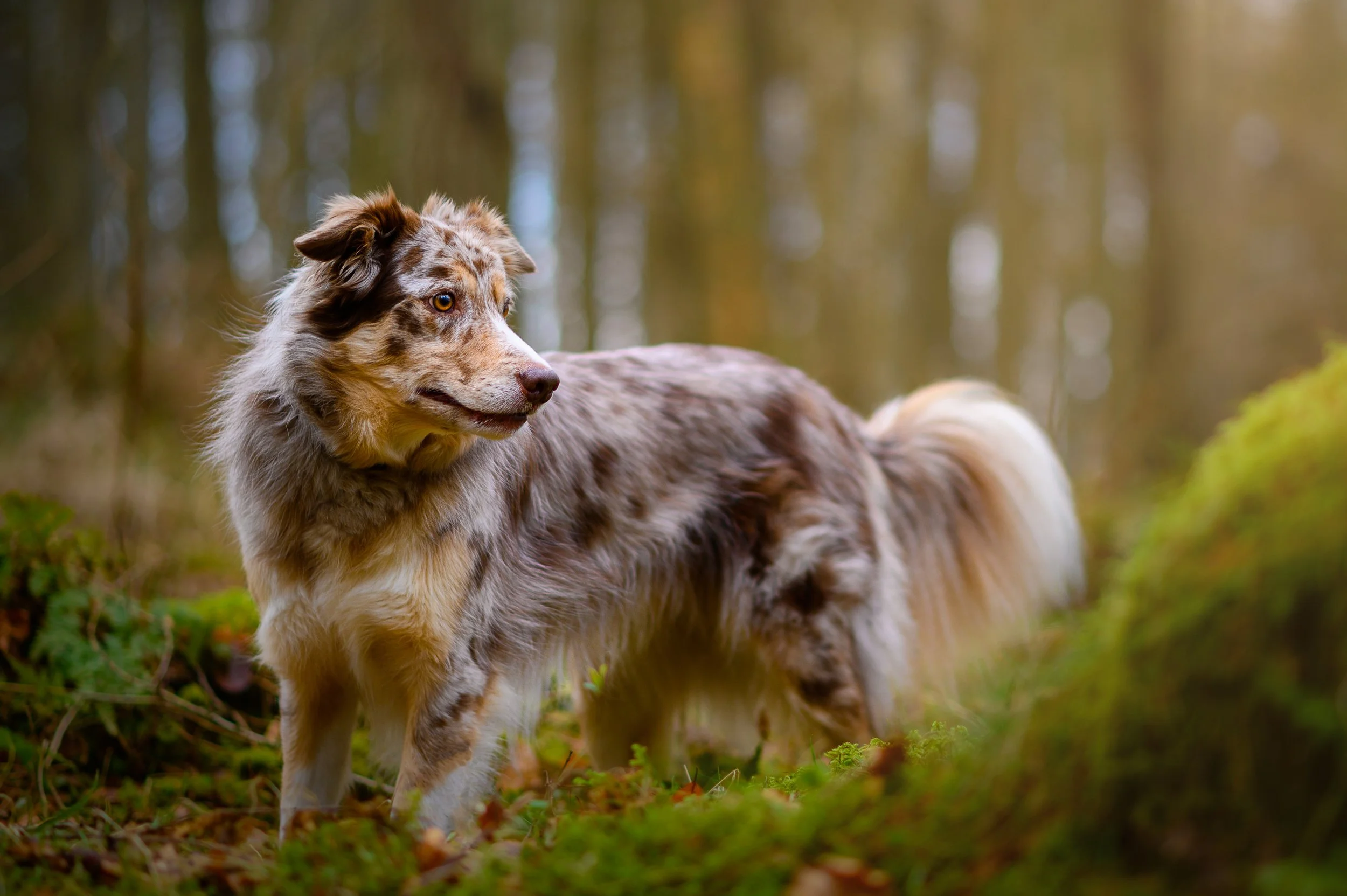 An Australian Shepherd dog with merle coat markings standing in a forest.