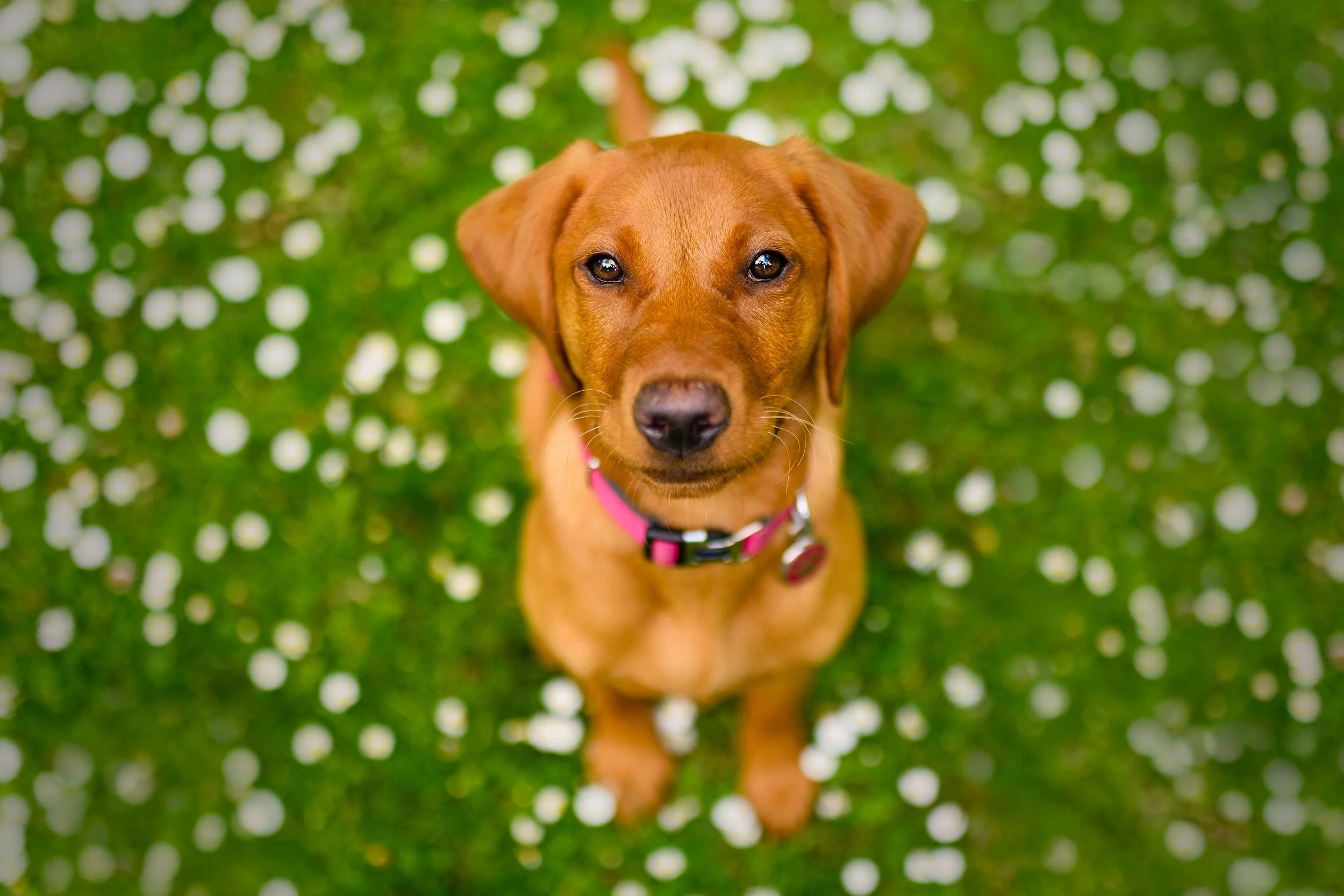 A brown dog with a pink collar sitting on green grass with small white flowers, looking up at the camera.