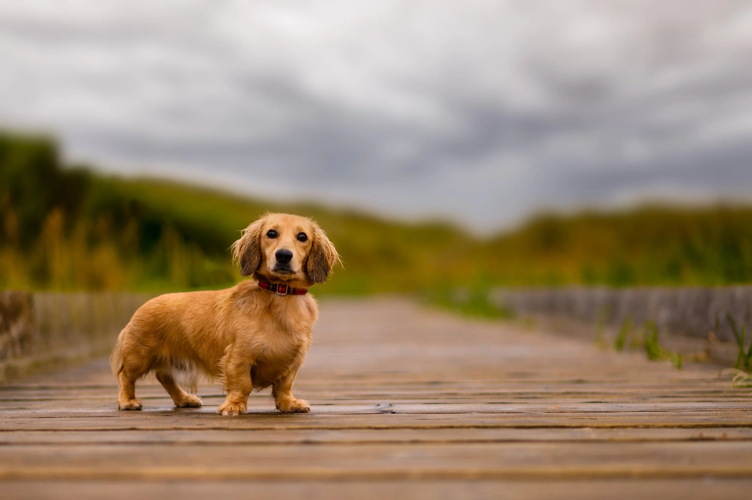 A small dachshund puppy with long ears and a red collar standing on a wooden pathway outdoors, with a blurred background of grass and cloudy sky.