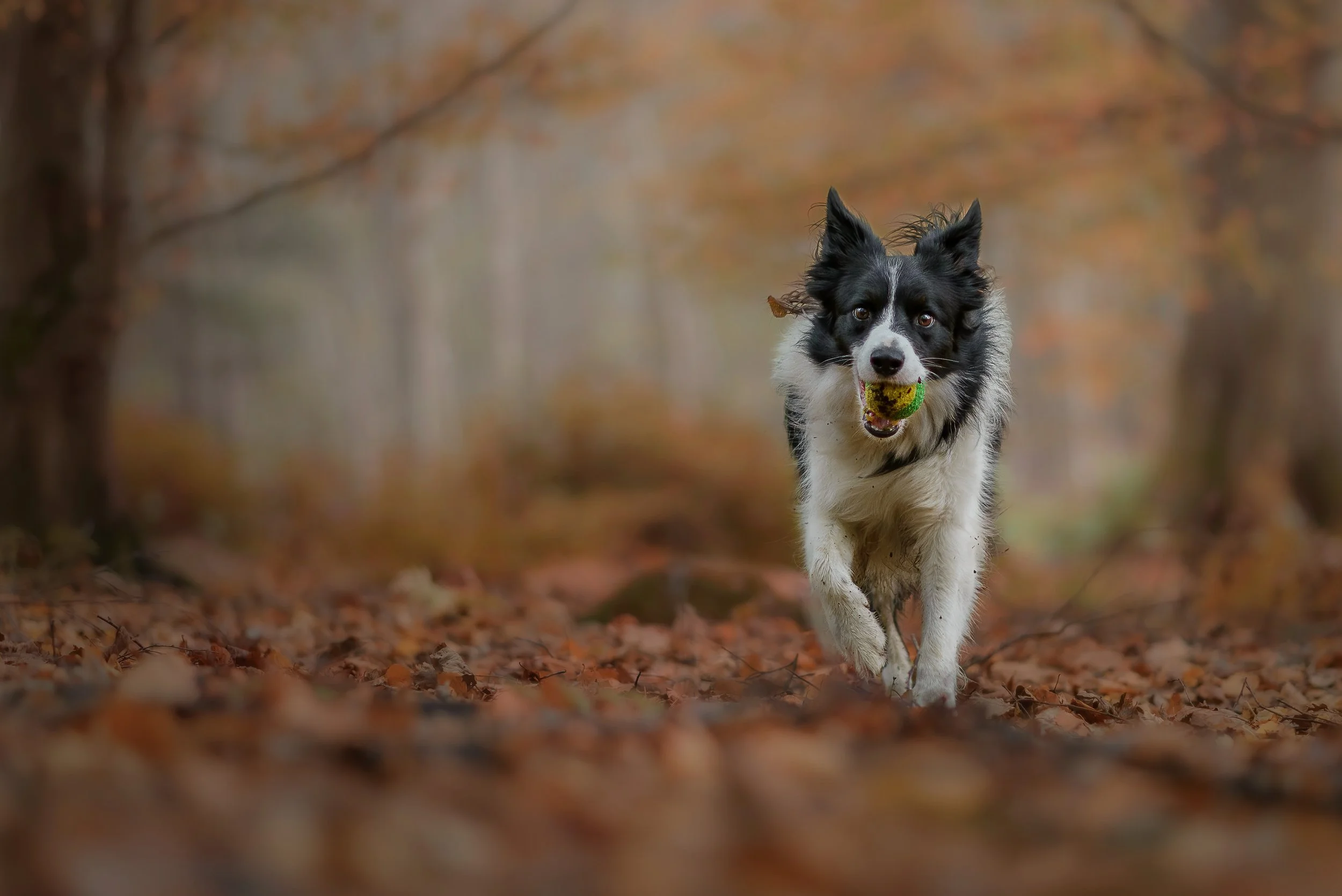 Border collie running through a leaf-covered forest with a ball in its mouth.