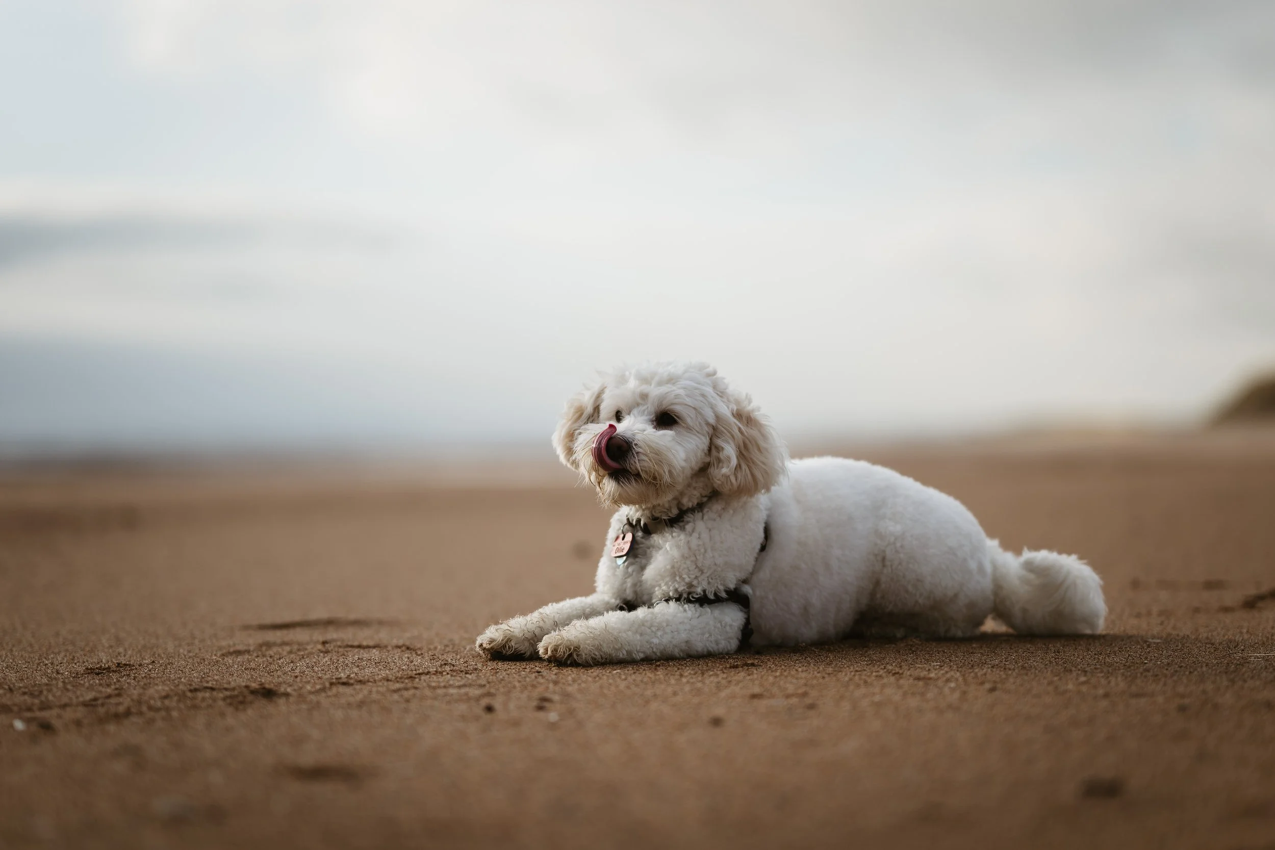A fluffy white dog lying on a sandy beach with the ocean and sky in the background, licking its nose.