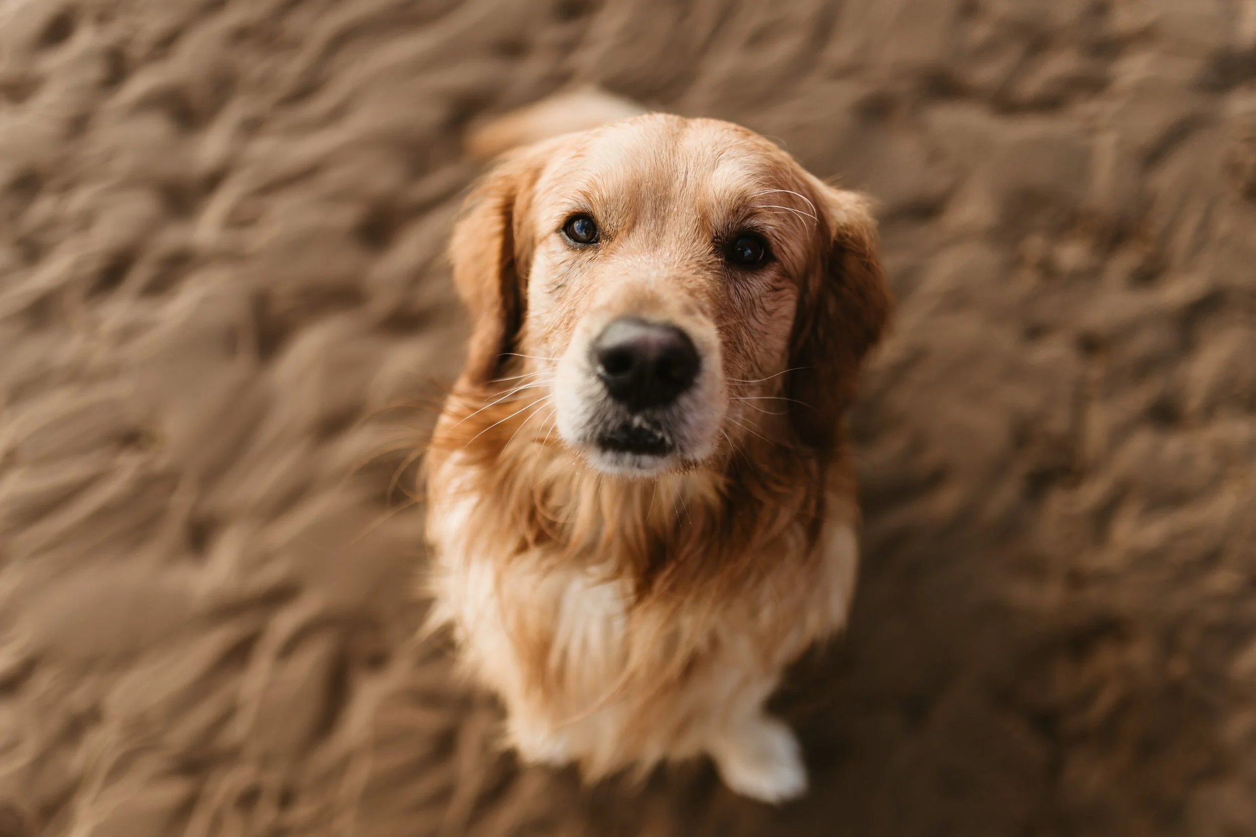 Close-up of a golden retriever with a slightly muddy face sitting on dirt ground.