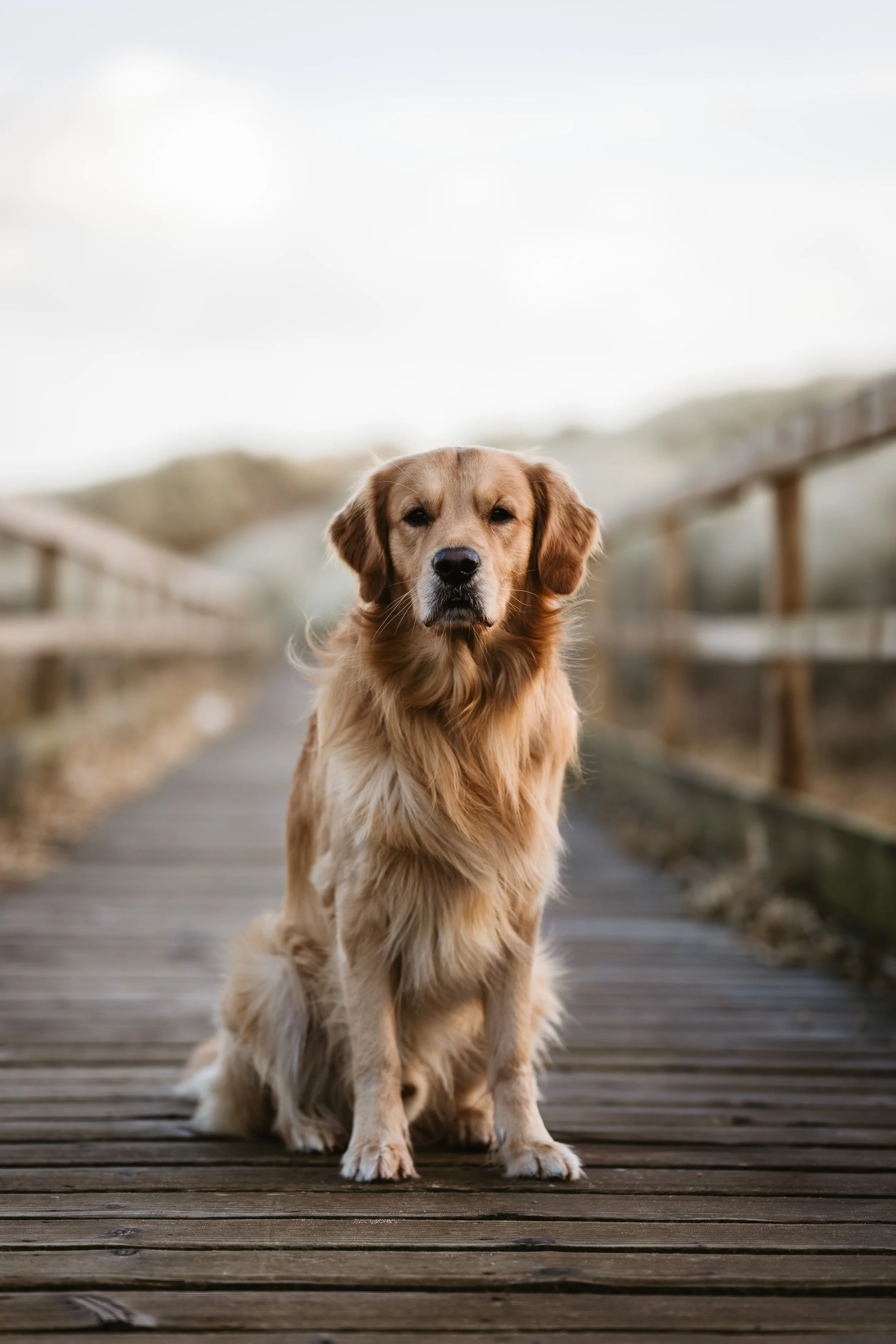A golden retriever sitting on a wooden bridge with a blurred natural background.