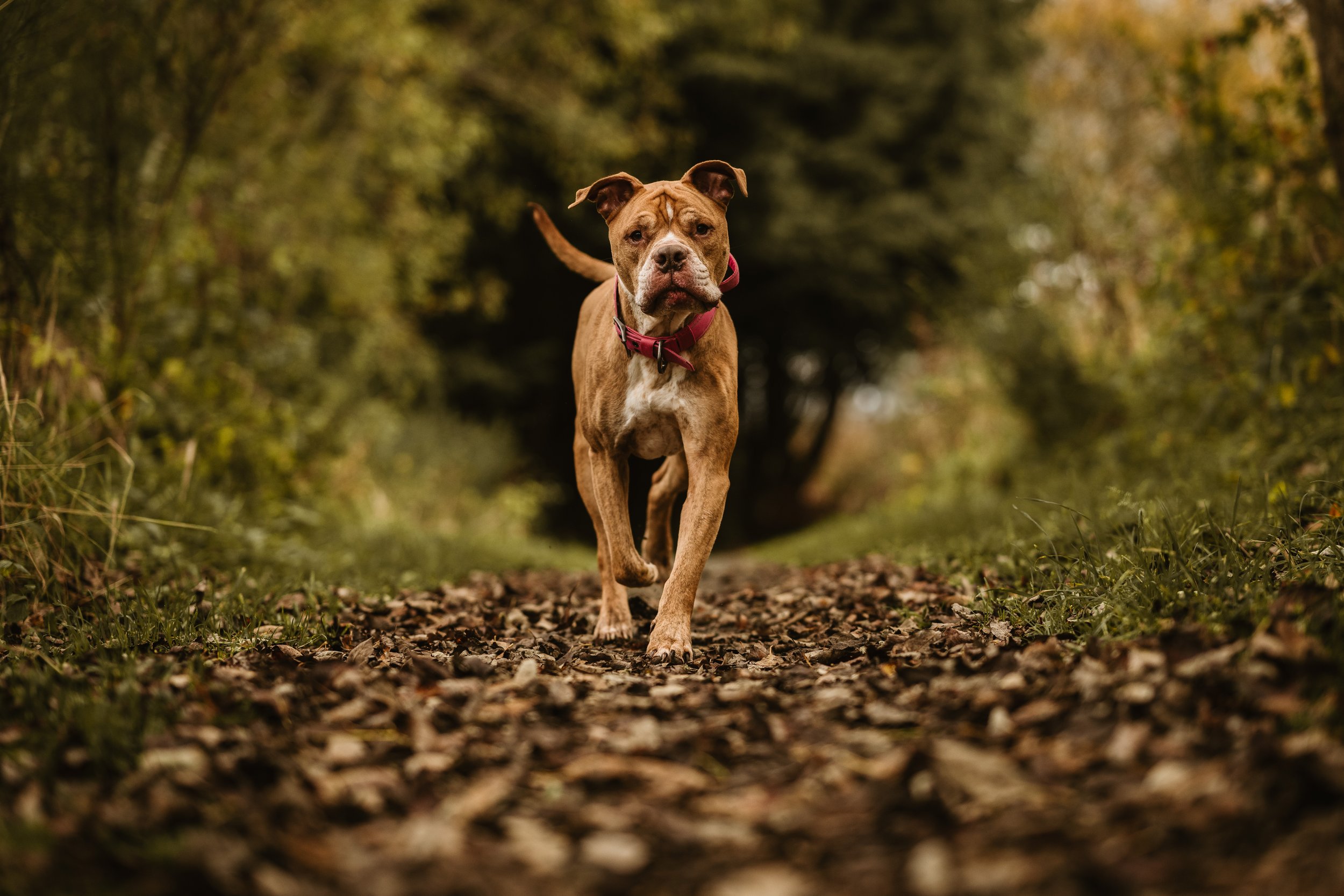 A brown dog with a pink collar running on a leaf-covered trail in a wooded area during autumn.