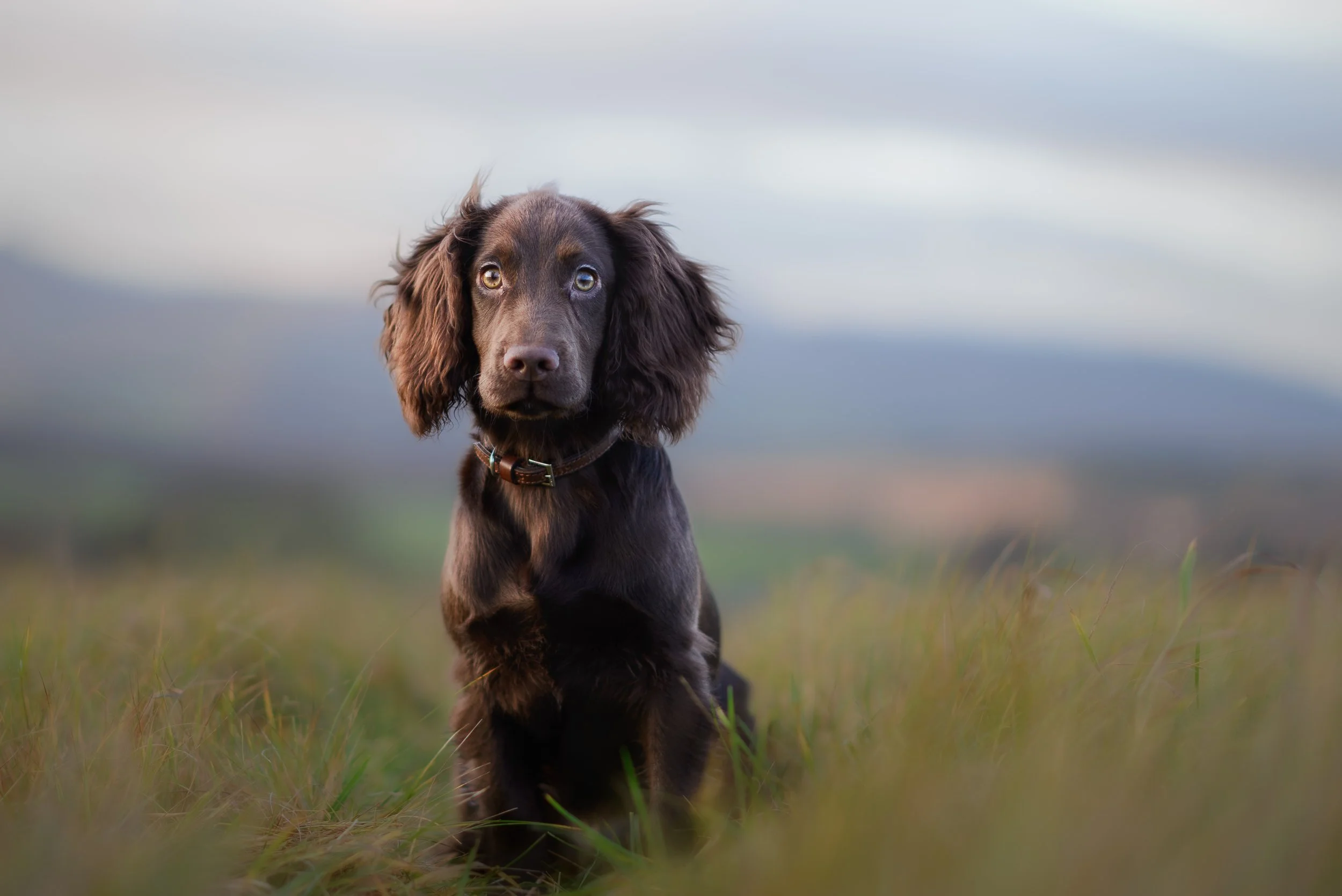 A young chocolate Labrador retriever puppy sitting in a grassy field with a blurred landscape background.