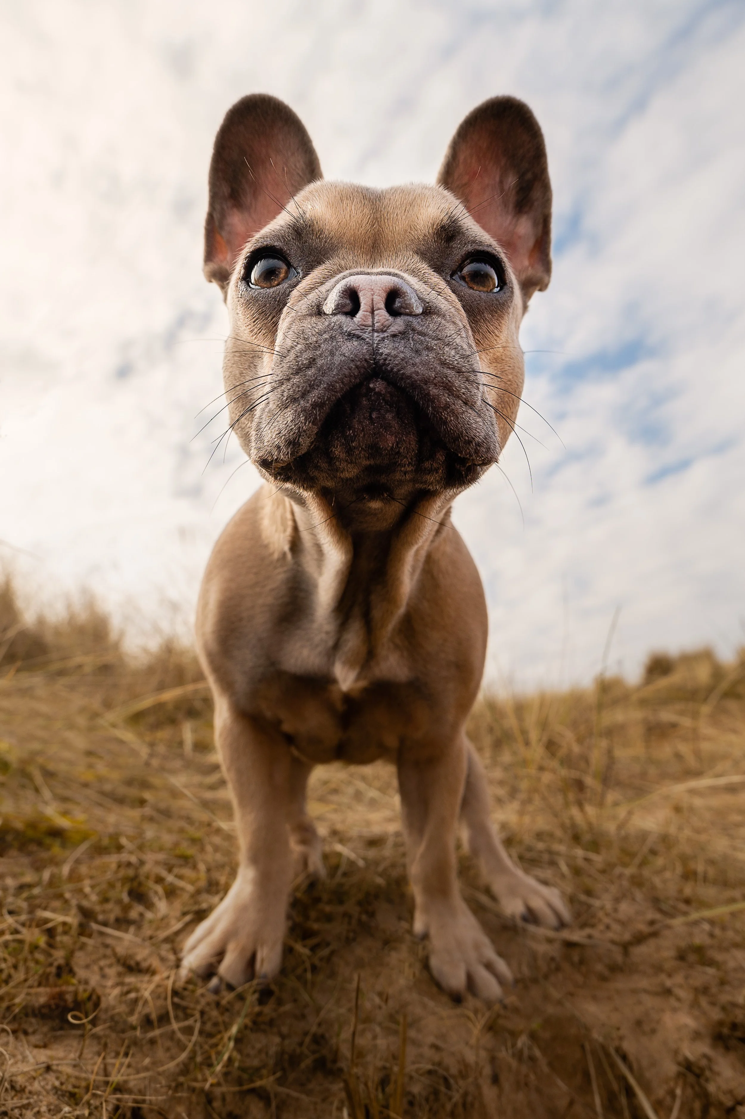 Close-up of a French Bulldog standing outdoors on dirt with grass and a cloudy sky in the background.