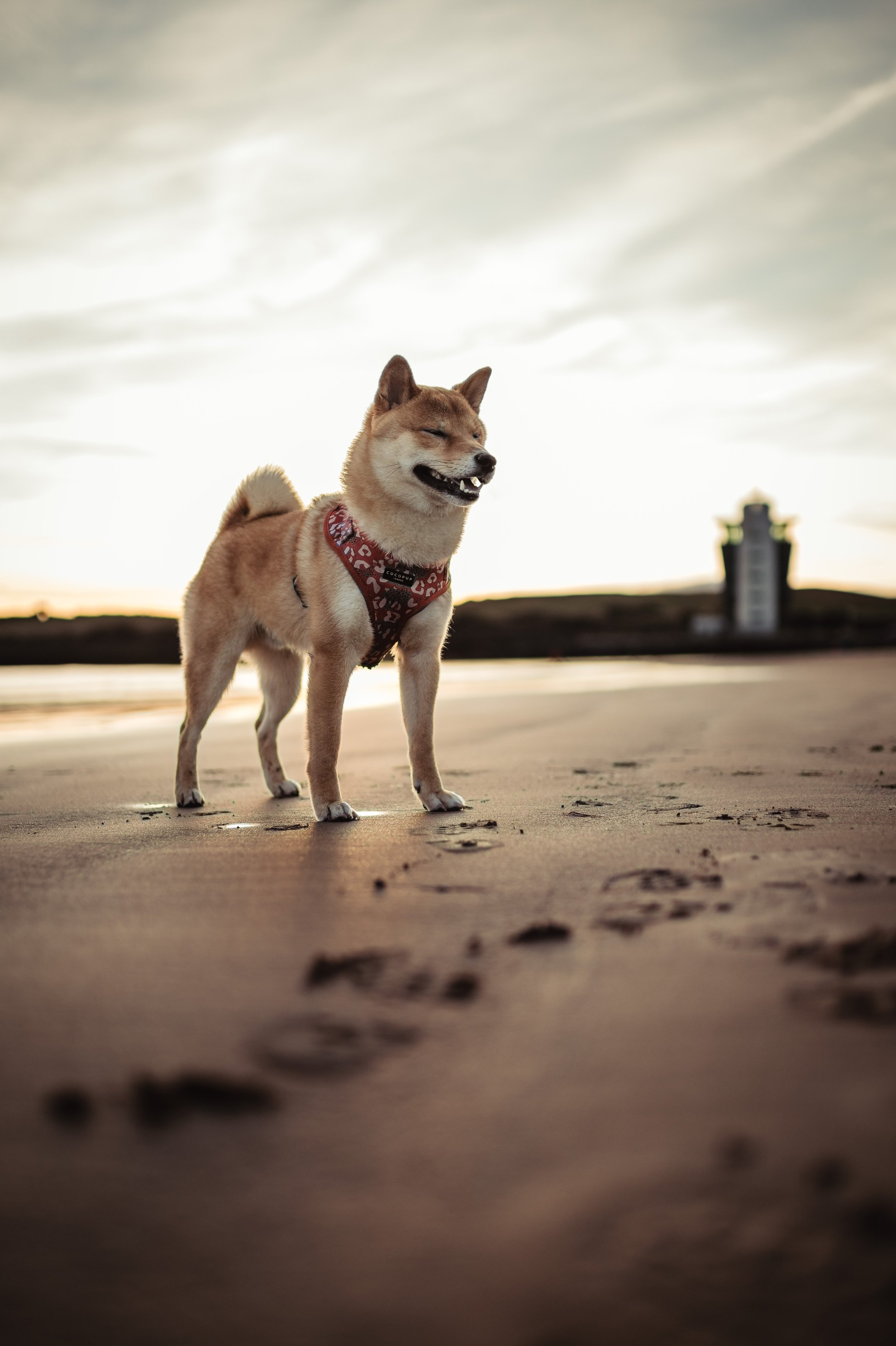 A Shiba Inu dog with a red bandana standing on the sandy beach, leaving paw prints behind, during sunset or sunrise.