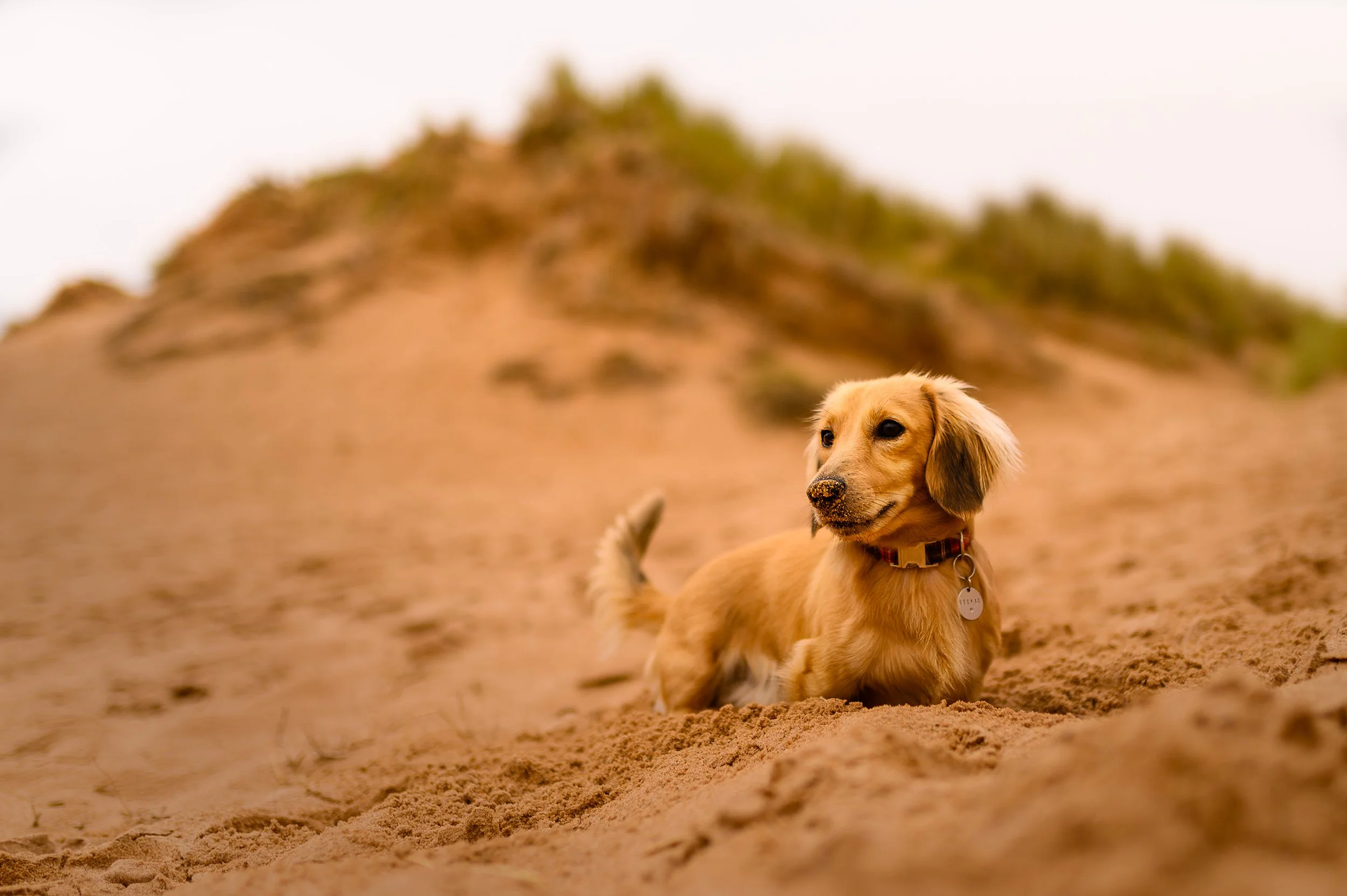A golden retriever puppy lying on the sand in a desert landscape with a mountain in the background.