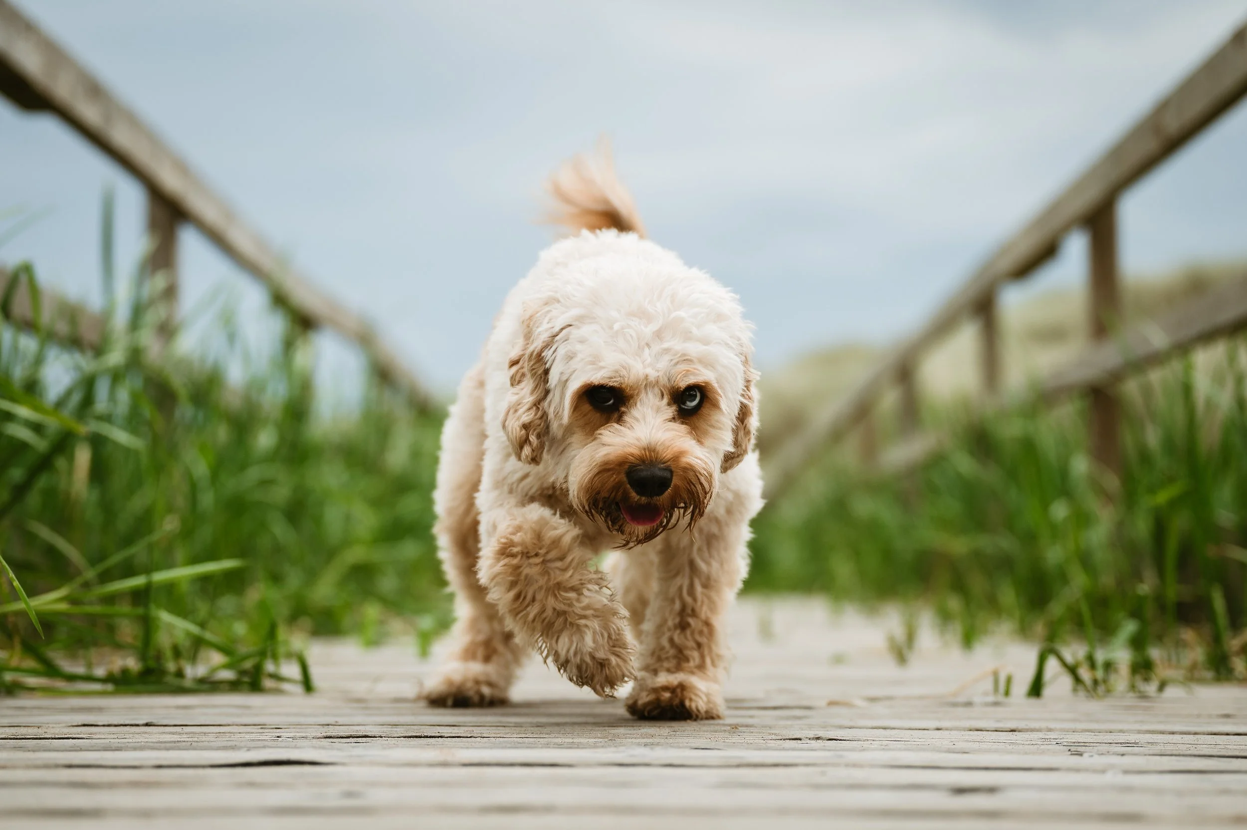 A cute dog with light-colored fur running on a wooden pathway surrounded by green grass.