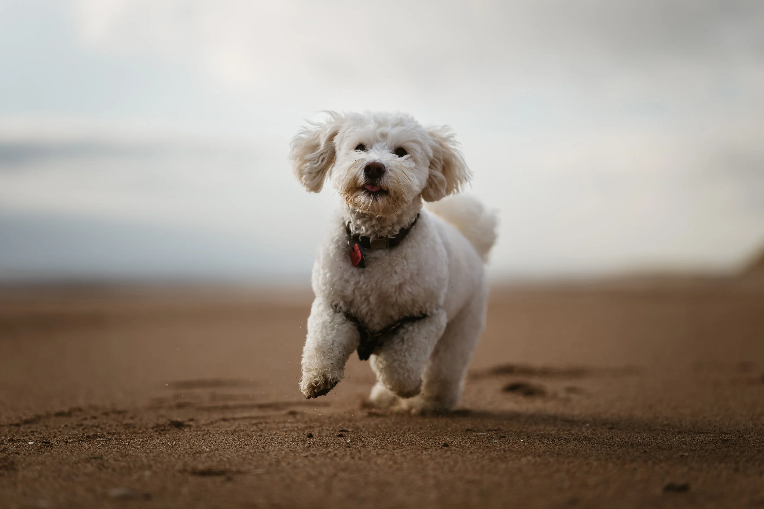 A small, fluffy white dog running on a sandy beach, captured mid-stride with a joyful expression.