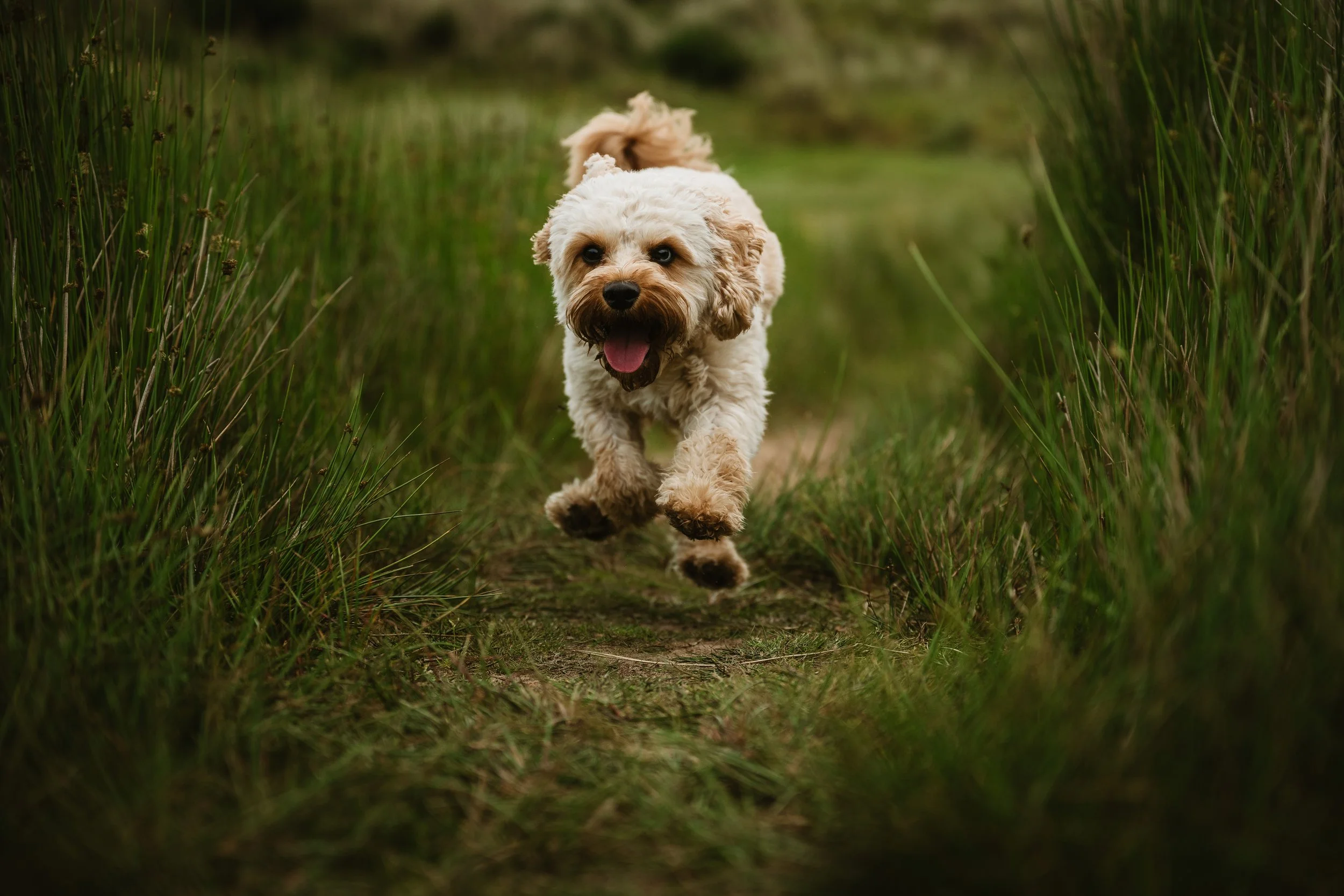 A happy, curly-haired dog running on a narrow dirt trail through green grass and tall plants.