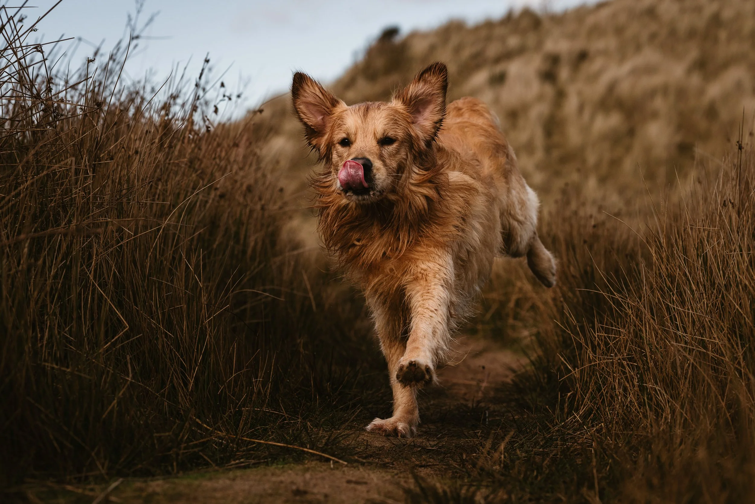 A dog running on a dirt trail surrounded by tall, dry grass, with its tongue out licking its nose.