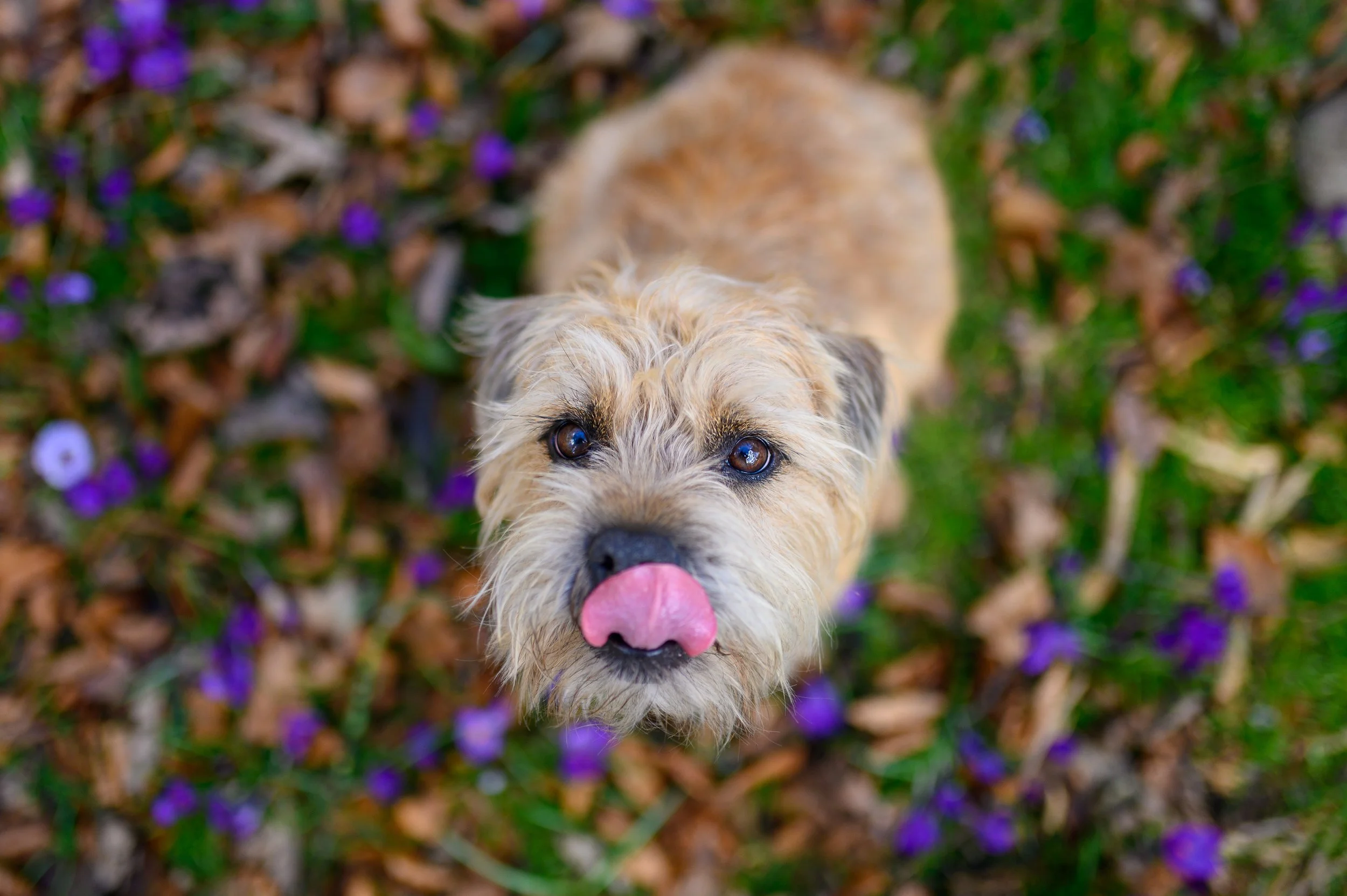 A small, scruffy dog with light brown and gray fur, looking up with its tongue out, surrounded by purple flowers and fallen leaves.