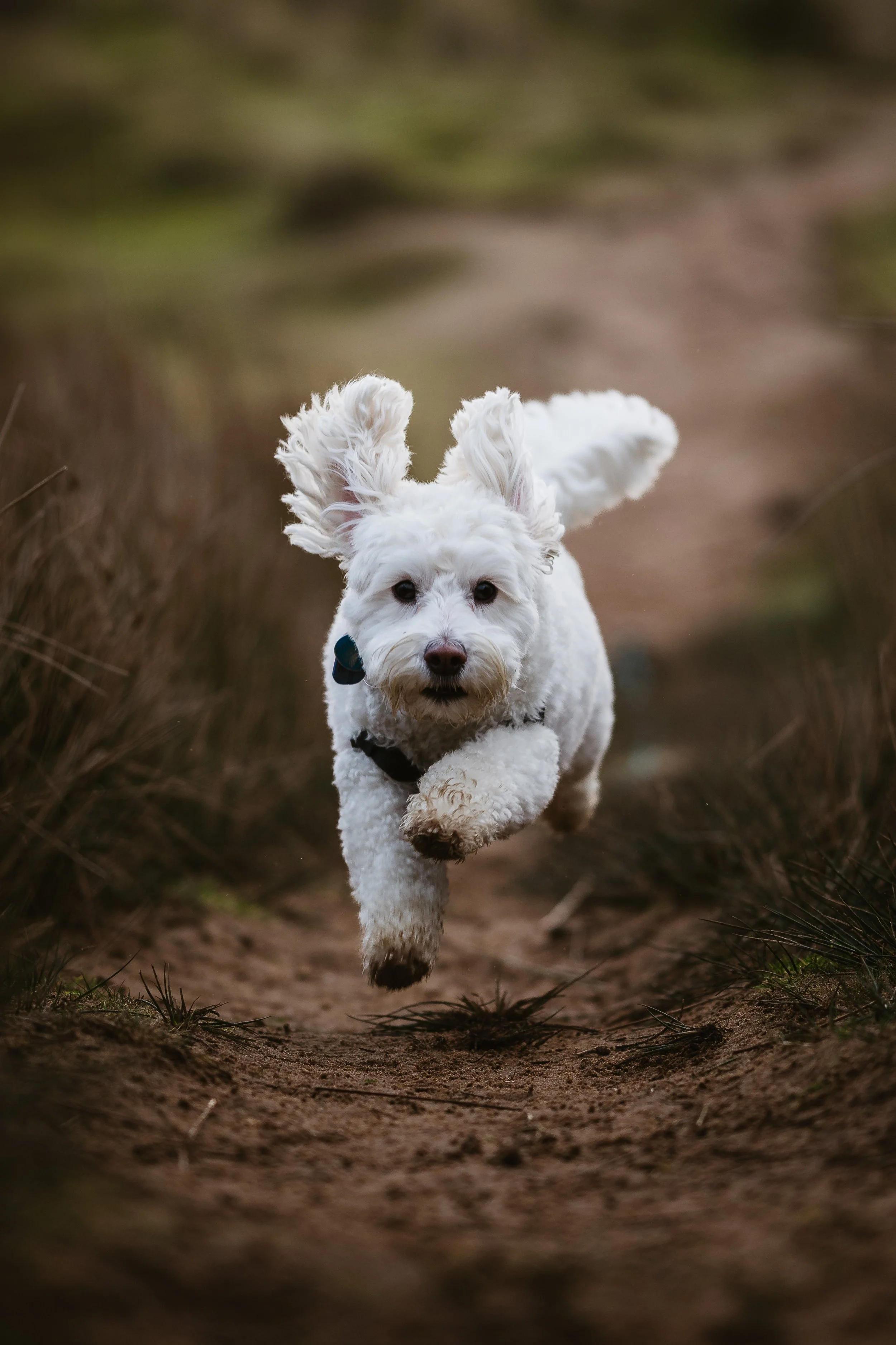 A white fluffy dog with large ears running towards the camera on a dirt trail surrounded by grass.