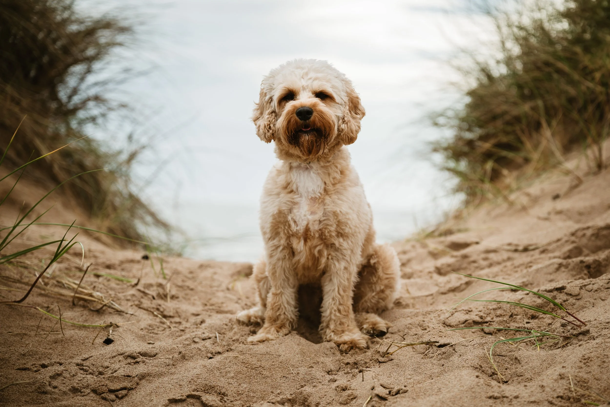 A fluffy, beige-colored dog sitting on sandy beach with dunes and grass, looking at the camera with a happy expression.