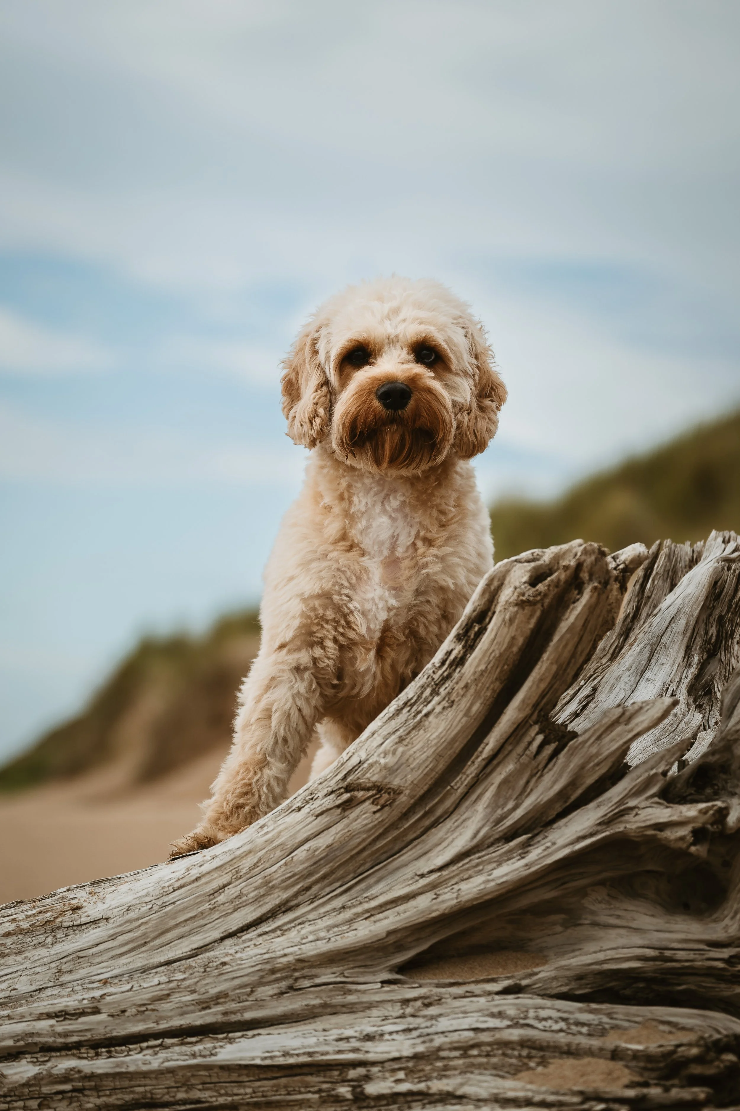 A cute, fluffy beige dog with dark eyes sitting on a large weathered driftwood log on a beach, with dunes and a partly cloudy sky in the background.