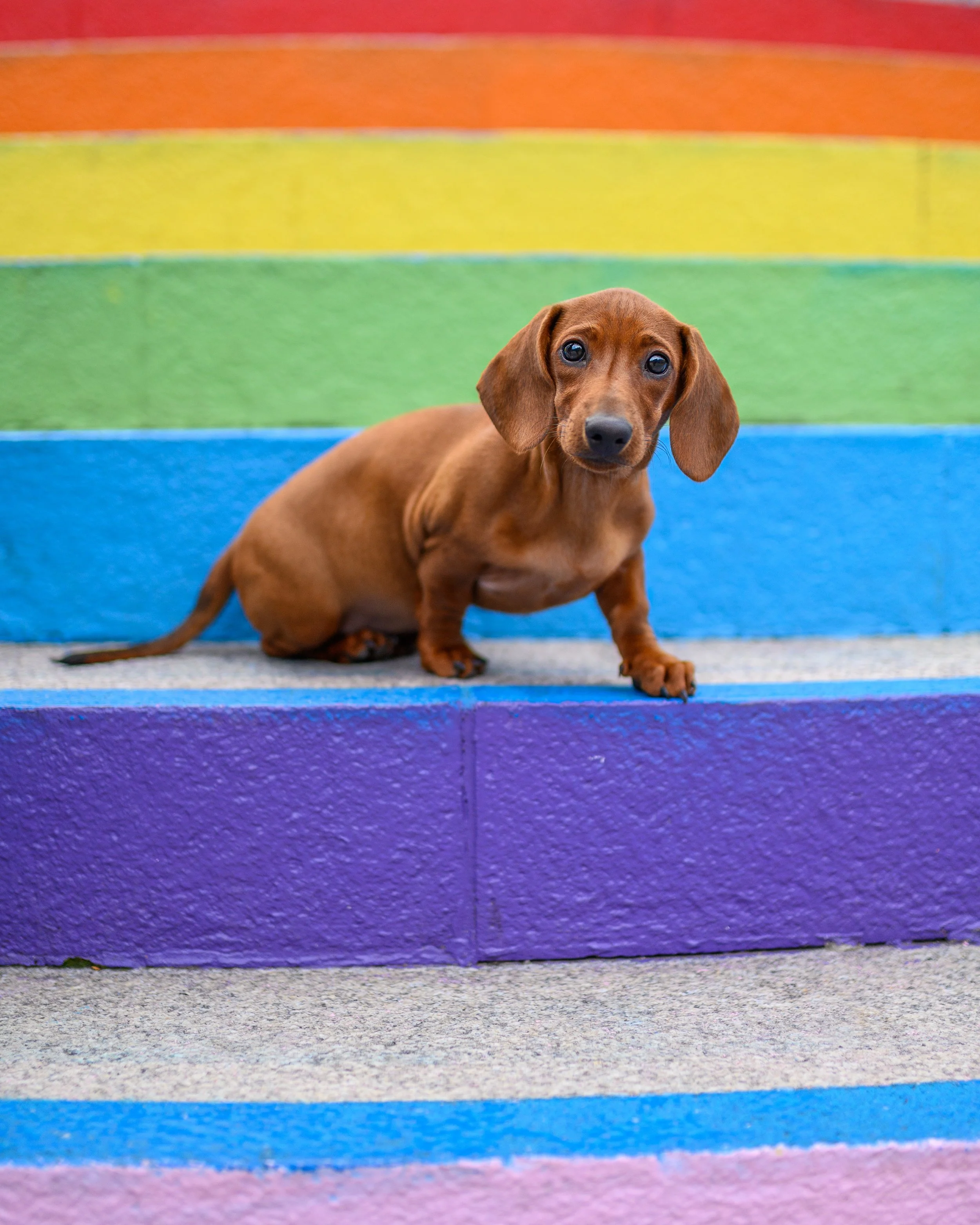 A brown Dachshund puppy sitting on colorful rainbow steps painted in vibrant colors, with the steps transitioning from purple at the bottom to orange at the top.
