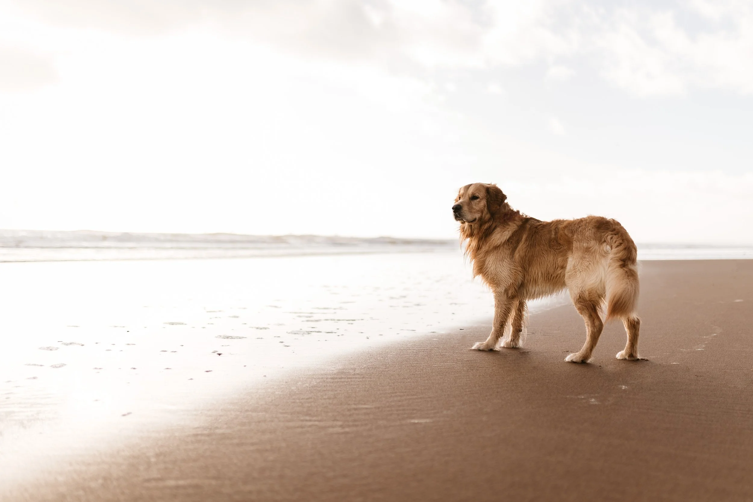 A golden retriever standing on a sandy beach near the shoreline, looking into the distance with gentle waves and a cloudy sky in the background.