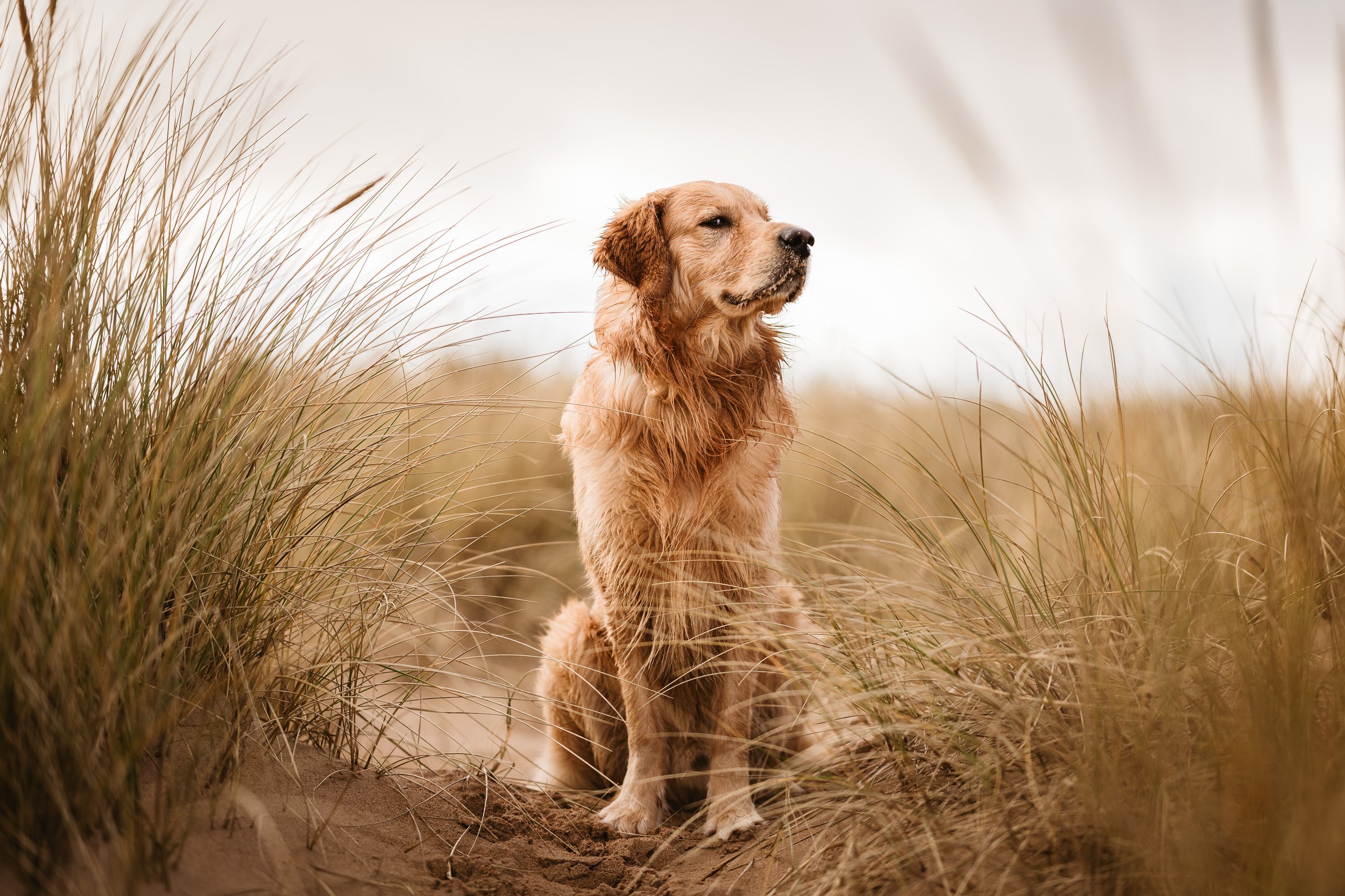 Golden retriever dog sitting on sandy ground amid tall beach grass in a natural outdoor setting.