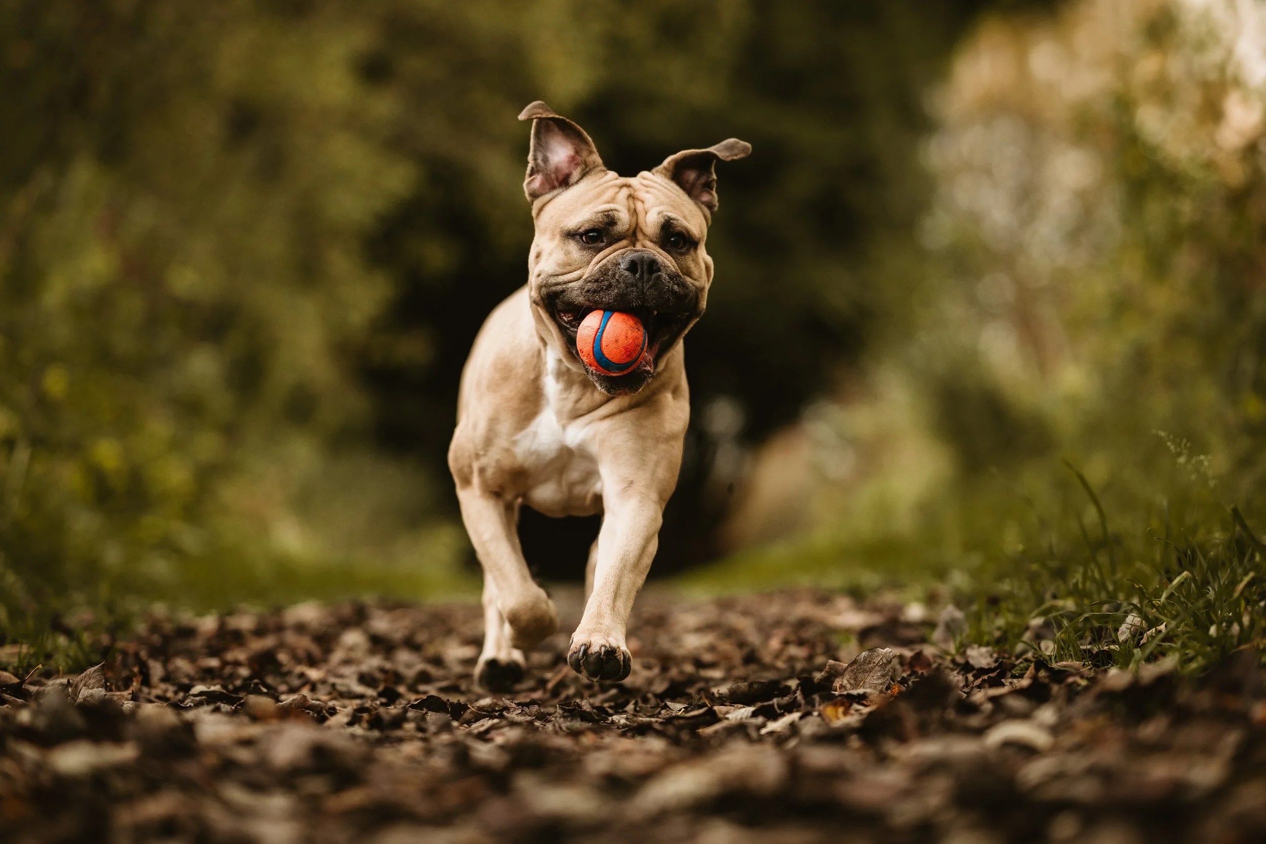 A happy French Bulldog running on a forest trail with a ball in its mouth.
