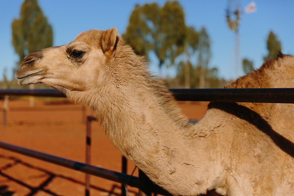 Melissa-Findley-Red-Centre-Uluru-34.jpg