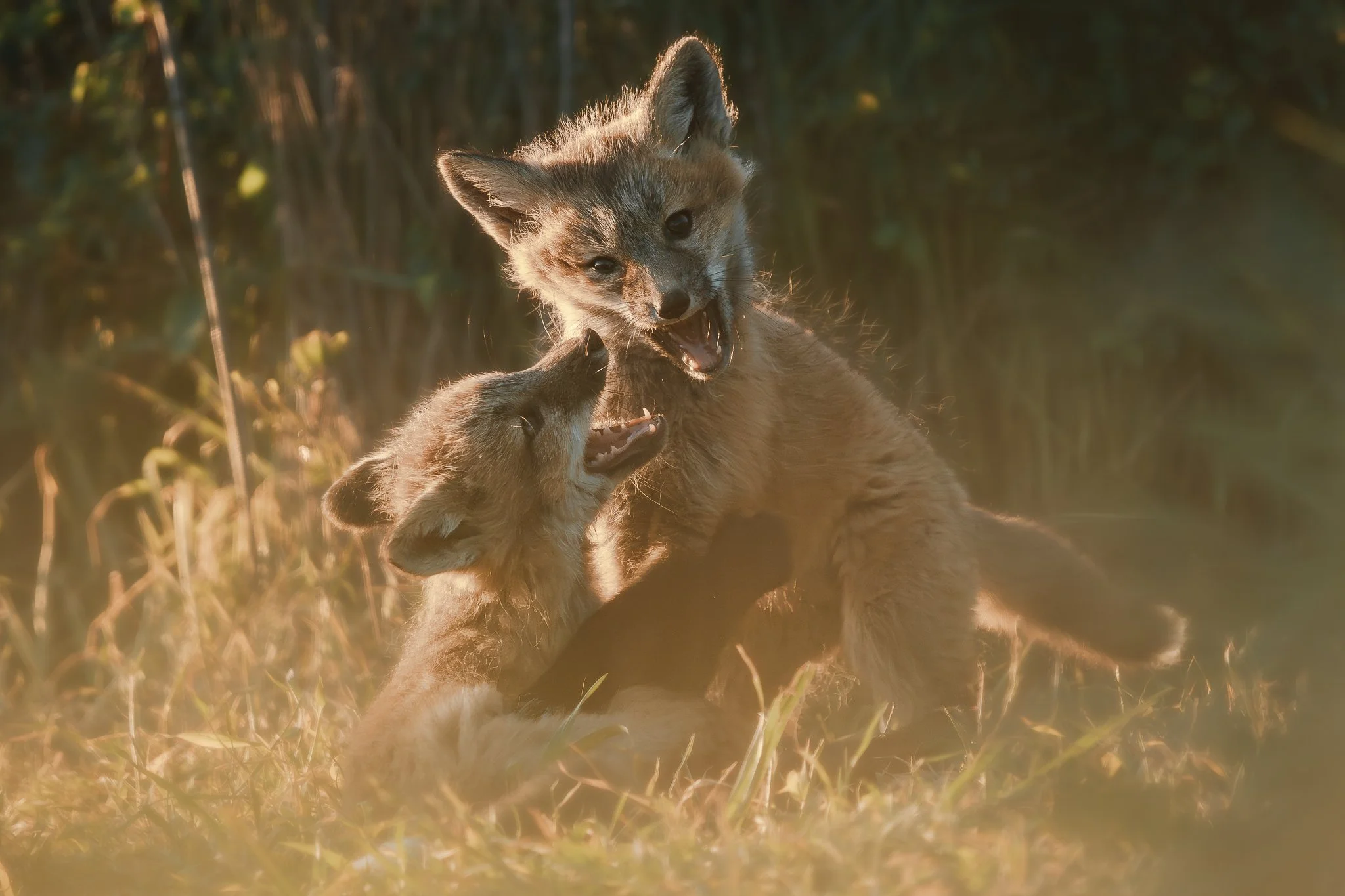 MelissaFindley-MelissaField_Fox Kits SJI 2025-7.jpg