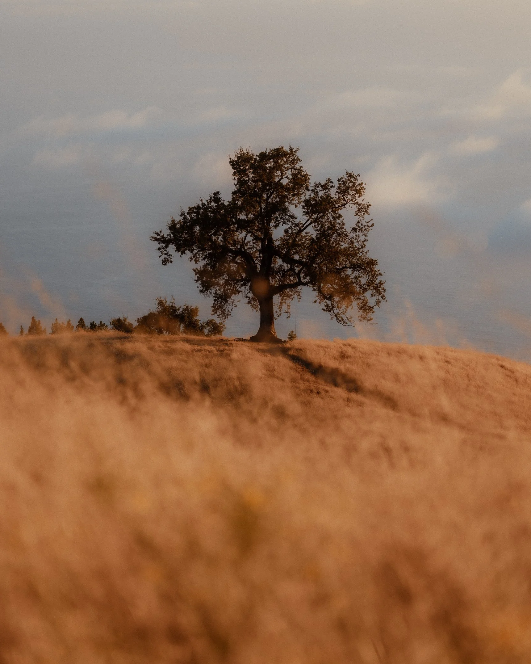 MelissaFindley-MelissaField_Fanny By Melissa-BigSur&ORCoast2025-5.jpg